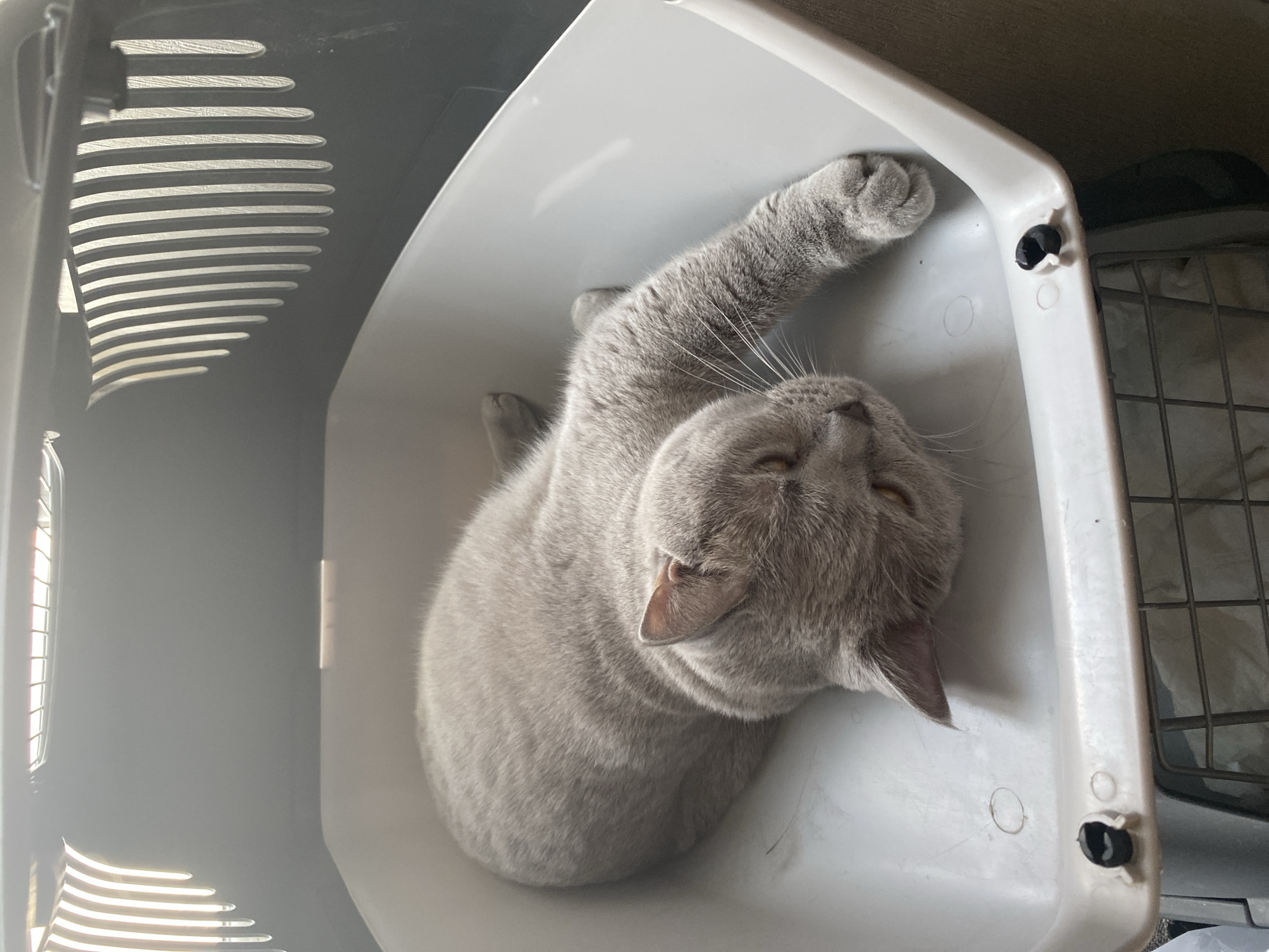 A light grey cat is lying on its side inside a white plastic pet carrier. The carrier has a grated lid, and the cat's head is resting near the front, with one paw extended forward. The cat's eyes are partially closed. The carrier is positioned in a dimly lit environment, possibly indoors, with light entering from the top of the carrier. The specific location in Bakikhanov, Azerbaijan cannot be determined from the visual information provided.
