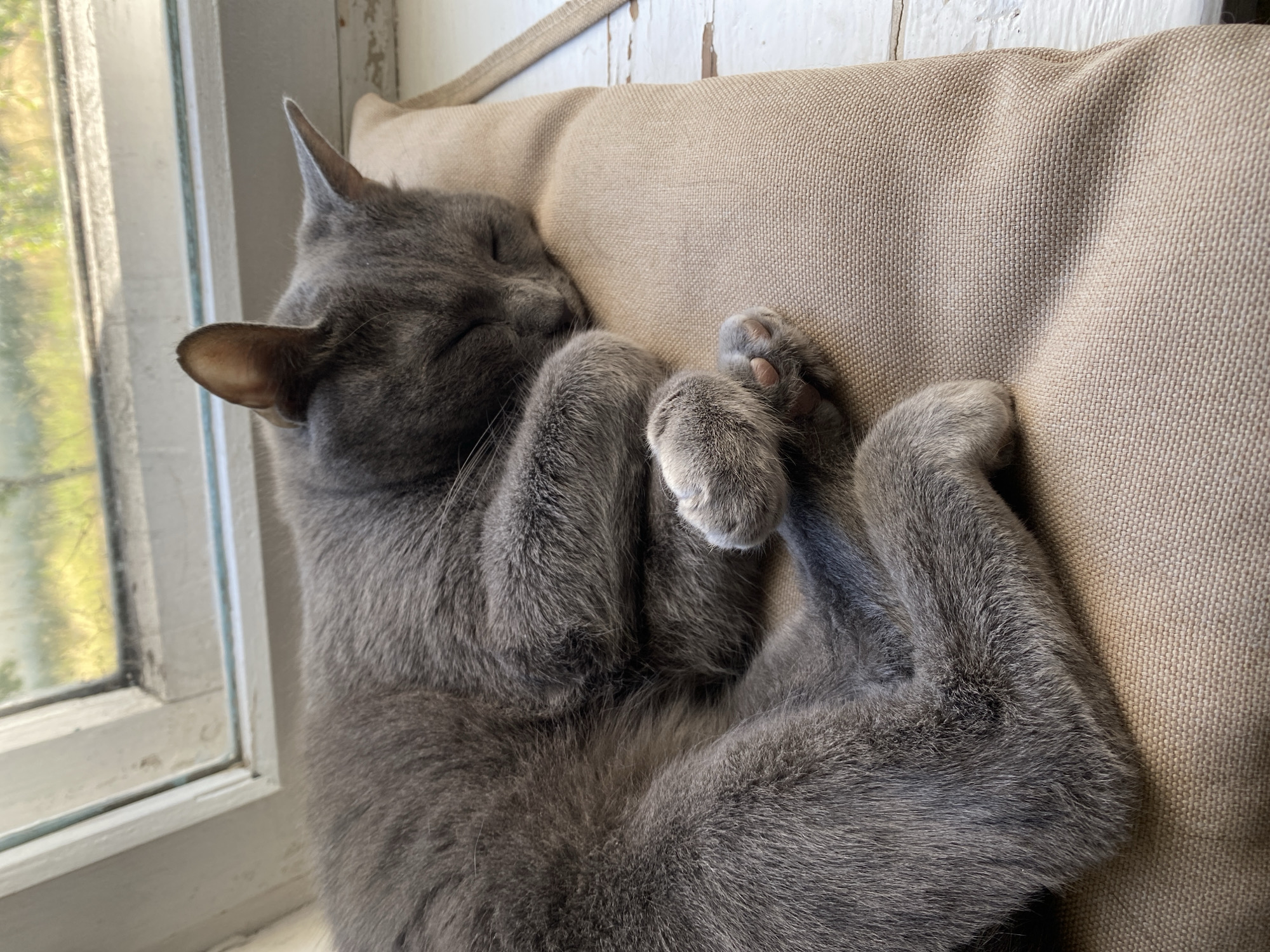 A gray cat is sleeping curled up on a tan cushion near a window. The cat's eyes are closed and its paws are tucked in. The window frame is white, and through the glass, greenery and sunlight are visible. The surface below the cushion appears to be white painted wood. The scene is indoors, likely in a residential setting.