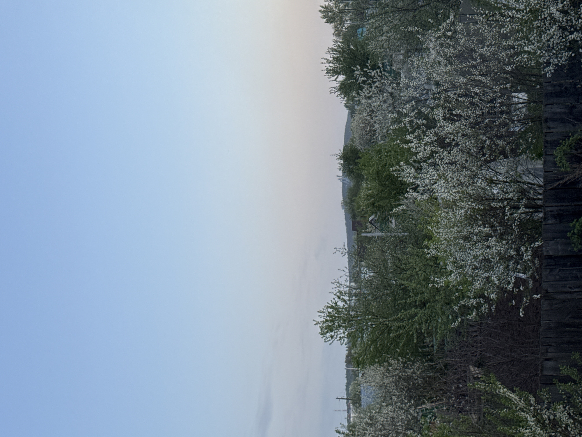 The image depicts a landscape, possibly in Chaikovsky, Russia, given the context. The left side of the image shows a bright, mostly clear sky, transitioning from blue at the bottom to a lighter tone near the center. The right side features a dense collection of trees and bushes, many of which are in full bloom with white flowers. A weathered wooden fence is visible on the far right, partially obscured by the foliage. In the distance, faint outlines of buildings and infrastructure can be discerned, suggesting an urban or suburban environment. Power lines and poles can also be observed among the trees.