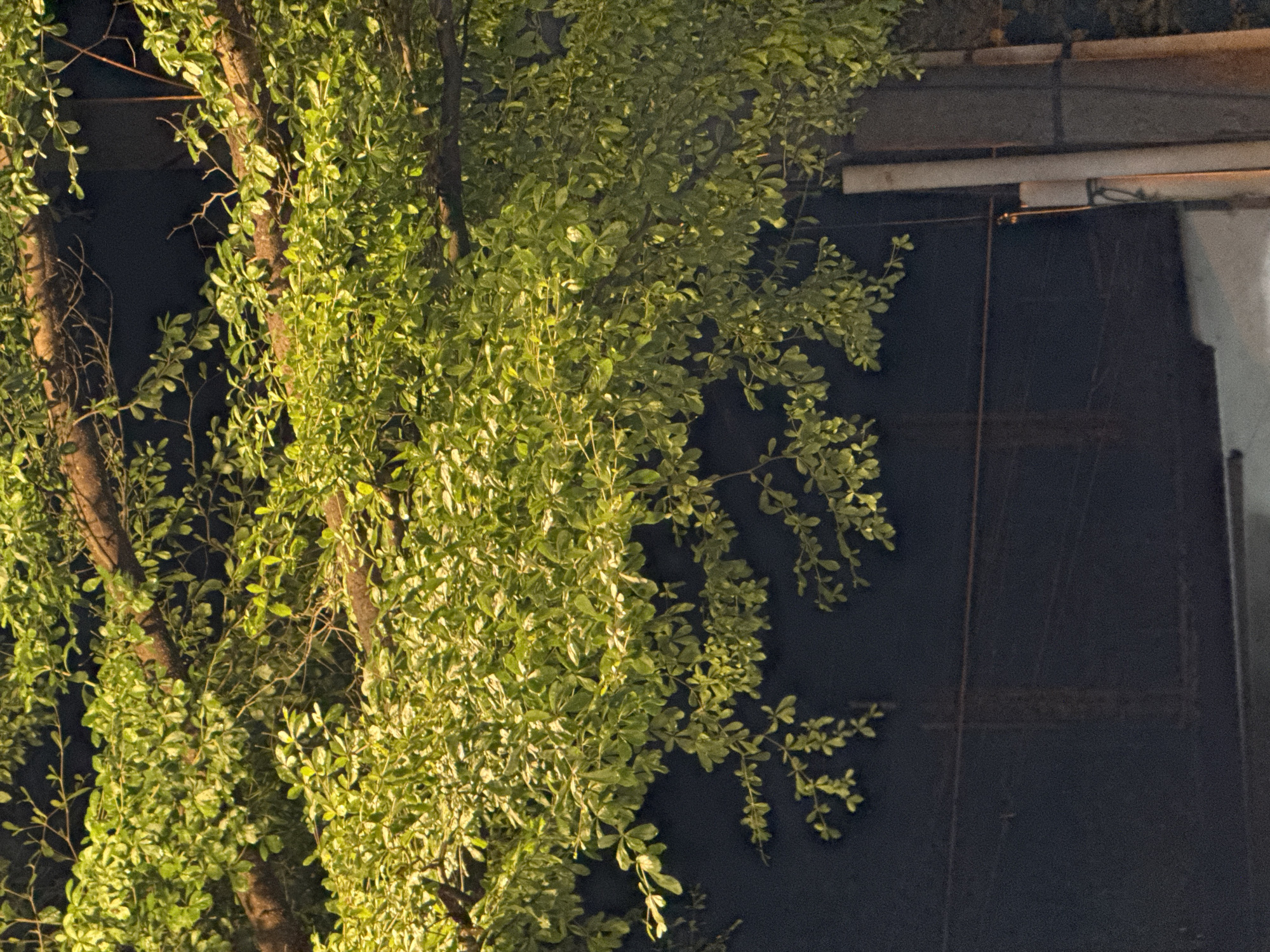 The image shows a tree with light green leaves against a dark background. The tree trunk is visible, with branches extending outwards. Behind the tree appears to be the exterior of a building with a dark wall and a white section on the right side. The location is possibly in the city of Lhokseumawe, Indonesia, though this cannot be confirmed by the image alone.