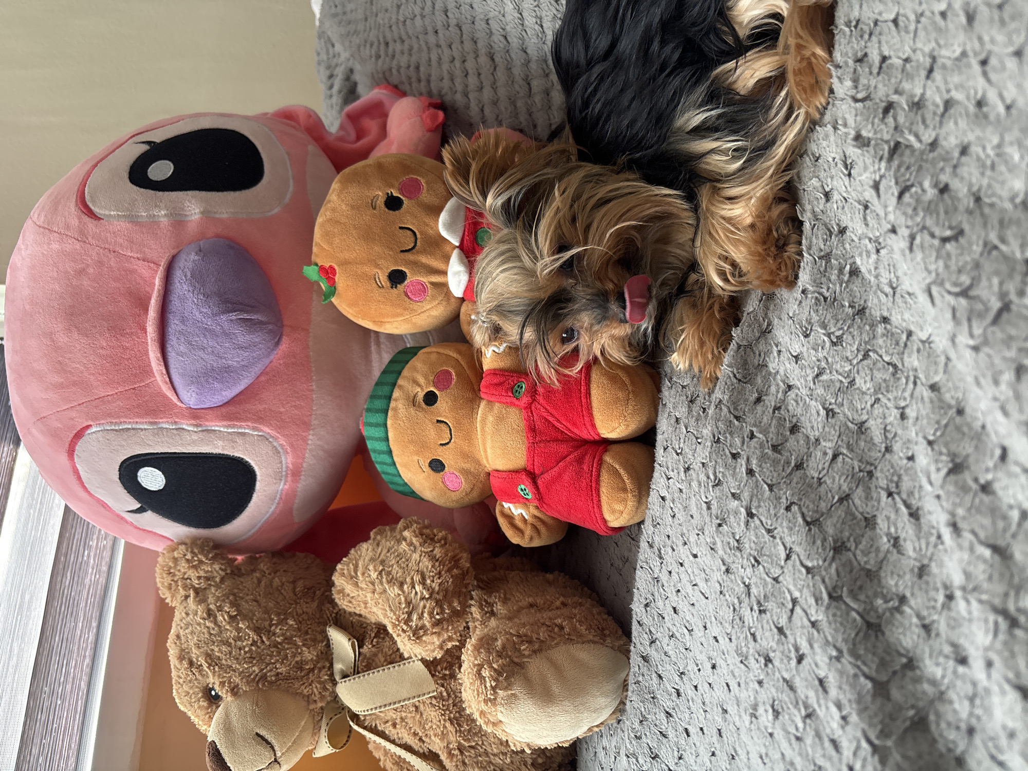 On a gray textured blanket, a Yorkie dog is lying with its tongue slightly out. The dog is surrounded by stuffed animals, including a pink plush toy with large black eyes, two plush gingerbread men with rosy cheeks, and a brown teddy bear with a ribbon tied around its neck. The background suggests an interior setting. There is no indication of the location of Burgas, Bulgaria.