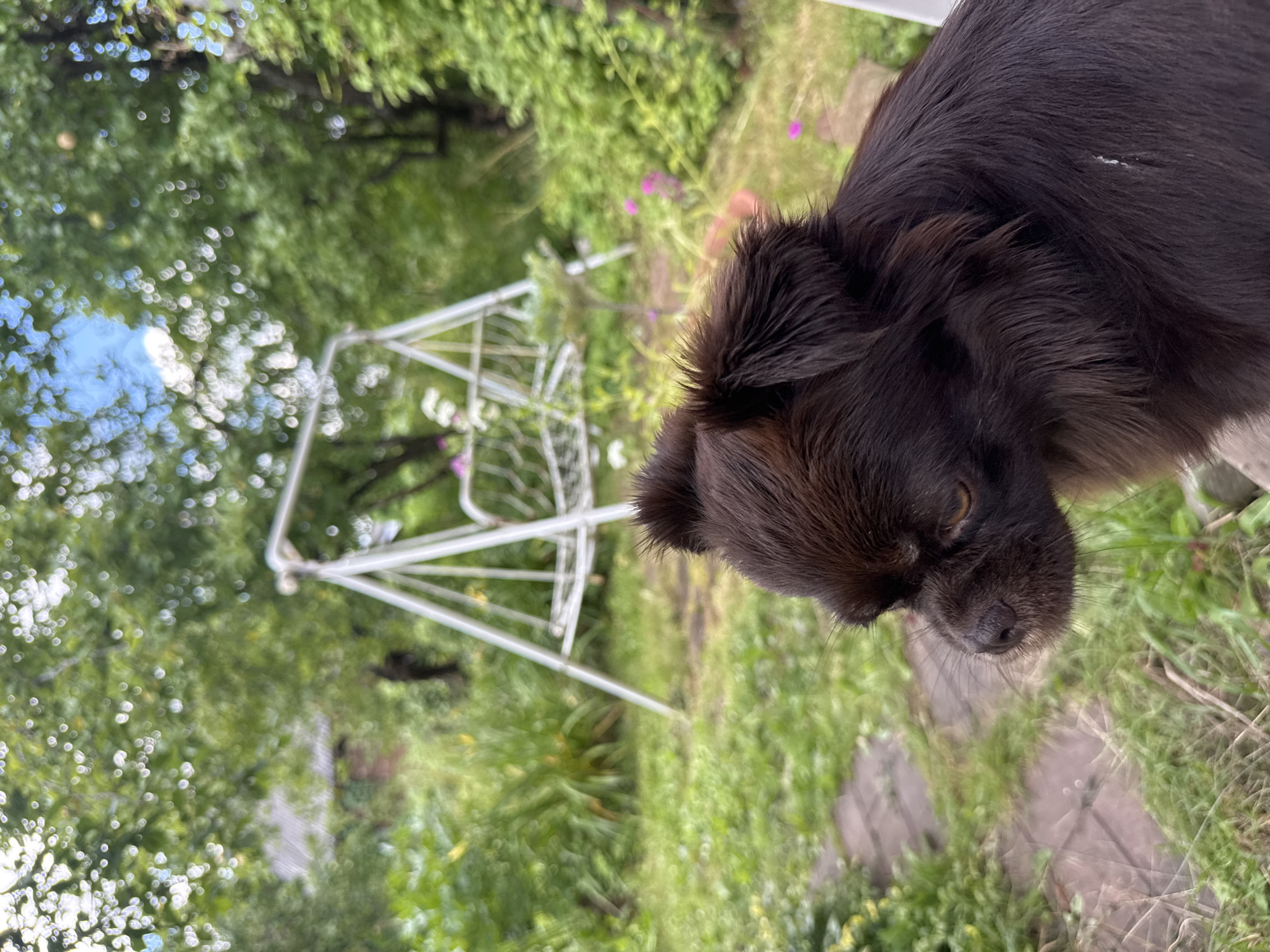 A dark-haired dog is captured in a close-up profile view, facing left, with its body extending out of frame to the right. The dog has prominent fur around its ears and a visibly dark nose. In the background, a blurred white swing set is visible in a green, overgrown garden setting. The garden features lush foliage, including trees and plants, and a pathway of stones can be seen to the left of the dog. A hint of a building roof is also present in the far background. The overall scene suggests an outdoor environment, likely a backyard or garden area in a rural or suburban setting, possibly in Красная Пресня Снт, Russia, given the context.