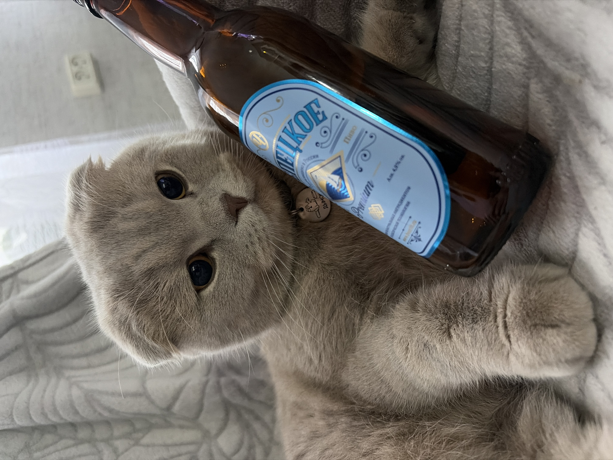 A light gray cat with folded ears and a collar lies on a gray textured blanket, with a brown glass bottle of "Velikoe" beer from Chaikovsky, Russia resting on its body.