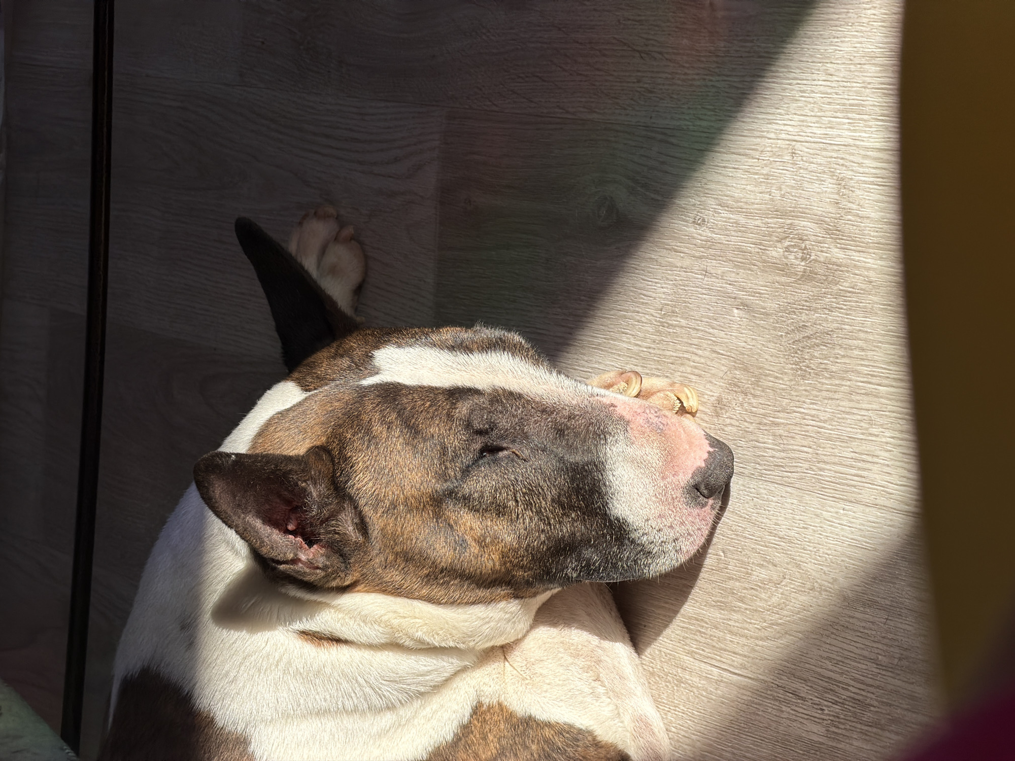 A bull terrier dog lies sleeping on a light wood-look laminate floor in a room. The dog is facing right and is in a patch of bright sunlight. The dog is mostly white with brown brindle markings on its head and body. Its eyes are closed, and one of its paws rests near its face. The dog's head is closest to the bottom left of the image. The flooring is light-colored with a wood grain pattern. The environment appears to be indoors, possibly a home or apartment. The location is Chaikovsky, Russia.