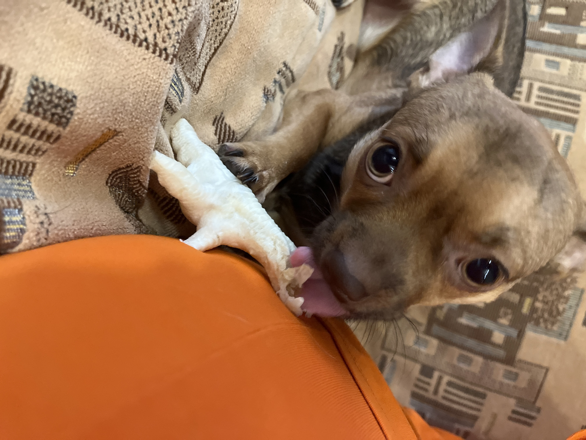 A chihuahua puppy is on a patterned brown blanket, licking an orange object. The puppy has large dark eyes and a brown coat. The orange object appears to be a toy or chew. The background is a blurred pattern. There is no information available about the location in Astrakhan, Russia.