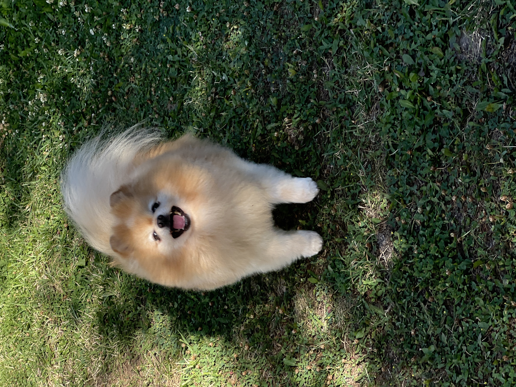 A Pomeranian dog stands on a grassy lawn in Pysarivka, Ukraine. The dog is facing the camera with its mouth open, appearing to pant or smile. The grass is green and appears somewhat unkempt, with some patches of clover and small white flowers visible. Sunlight casts shadows on the lawn, indicating it is daytime. The dog has a fluffy, cream-colored coat and dark eyes and nose. Its tail is held high and appears bushy. The background consists solely of the lawn and shadows.
