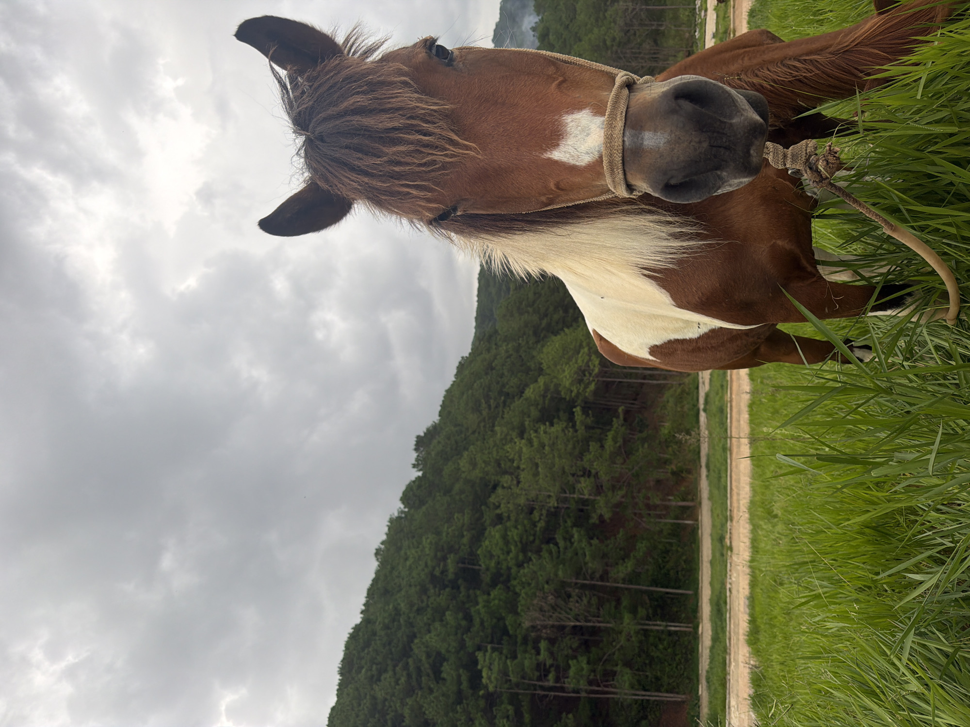 The image depicts a brown and white horse in a grassy field, with a dense pine forest on a hillside in the background. The sky is overcast with gray clouds. The horse is facing the camera, and its head is the primary subject, detailed with its mane, ears, and a white marking on its forehead. A rope halter is visible around its muzzle. The location is specified as Da Lat, Vietnam, which is known for its pine forests and mountainous terrain. The overall atmosphere is serene, possibly captured in a rural or natural setting within or on the outskirts of Da Lat.