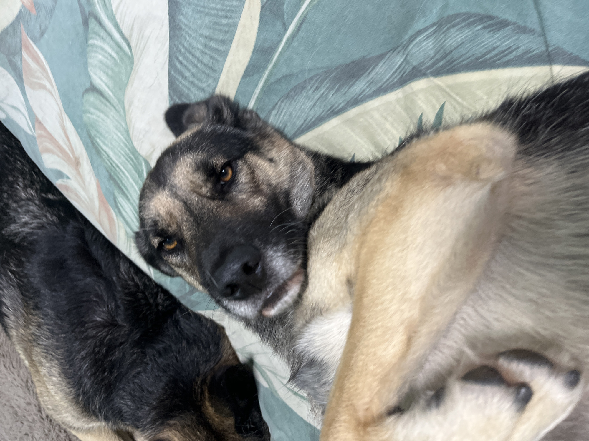 A German Shepherd dog lies on its back on a bed with a tropical leaf pattern duvet cover in a room. The dog has black and tan fur, amber eyes, and its paws are crossed over its chest. The background is blurred, but appears to be a bed or sofa with a brown throw blanket. There is no indication of location in Nizhny Tagil, Russia.