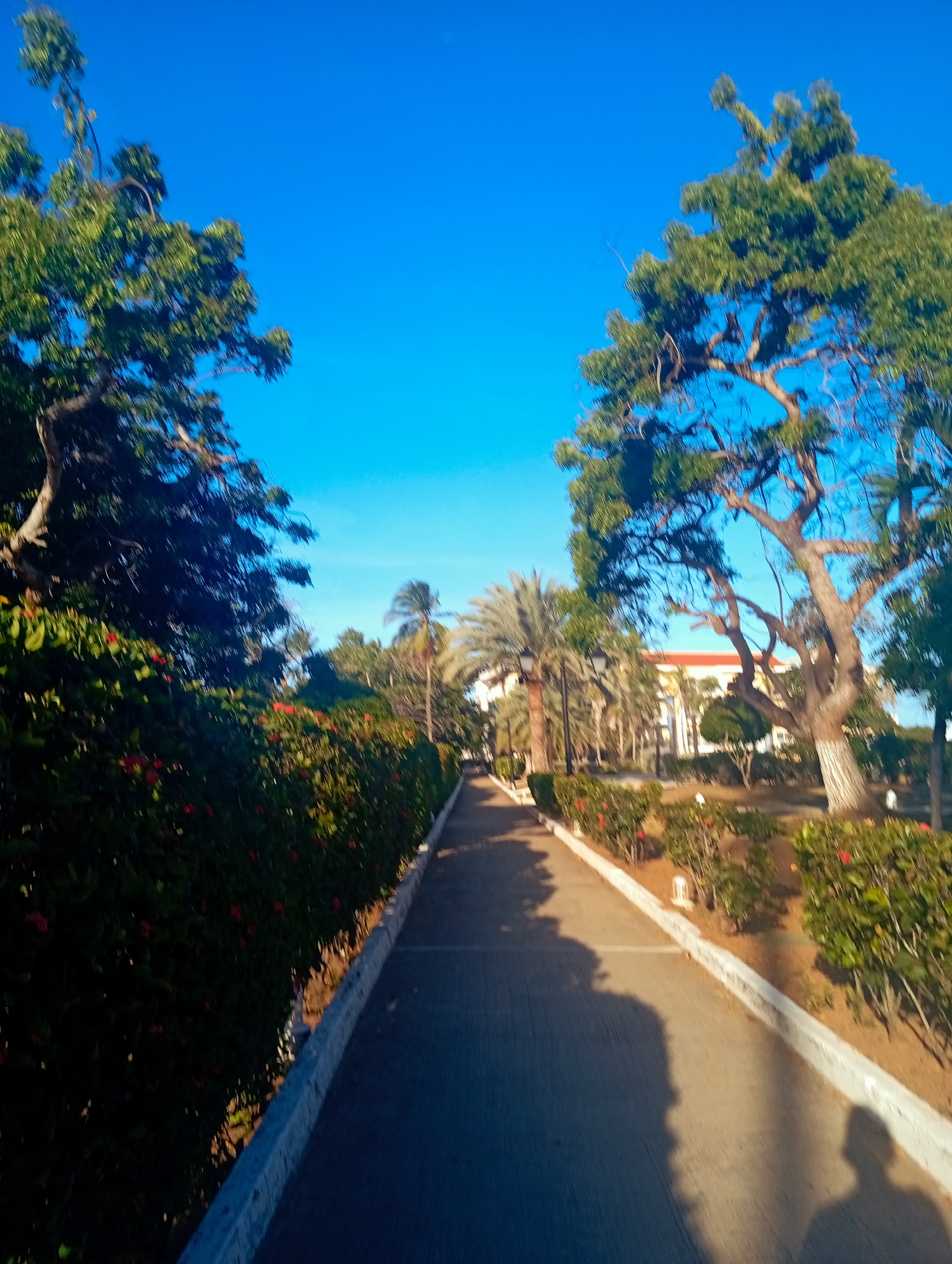 The image displays a paved outdoor pathway, likely a pedestrian walkway, situated in a landscaped area of Playa El Agua, Venezuela, under a clear, bright blue sky. The pathway, appearing to be asphalt or dark concrete, extends from the foreground into the mid-distance.
On the left side of the pathway, a dense hedge of green foliage, interspersed with small red flowers, forms a continuous border. Behind this hedge, a large tree with dark green leaves and visible branches partially obscures the sky.
On the right side of the pathway, a manicured garden area is visible, featuring patches of sandy earth and several smaller bushes, some also exhibiting red flowers. Further along the right, a prominent tree with a thick, light-colored trunk and substantial branching stands alongside the path. Beyond this, a series of palm trees, including tall date palms, and black streetlights are discernible. In the background on the right, a building with a reddish-orange roof and light-colored walls is partially visible through the trees.
Natural sunlight illuminates the scene, casting long, distinct shadows of at least two human figures onto the pathway in the foreground and midground, suggesting the presence of individuals, one likely being the photographer. No individuals are directly visible. The overall environment appears tropical or subtropical and well-maintained.