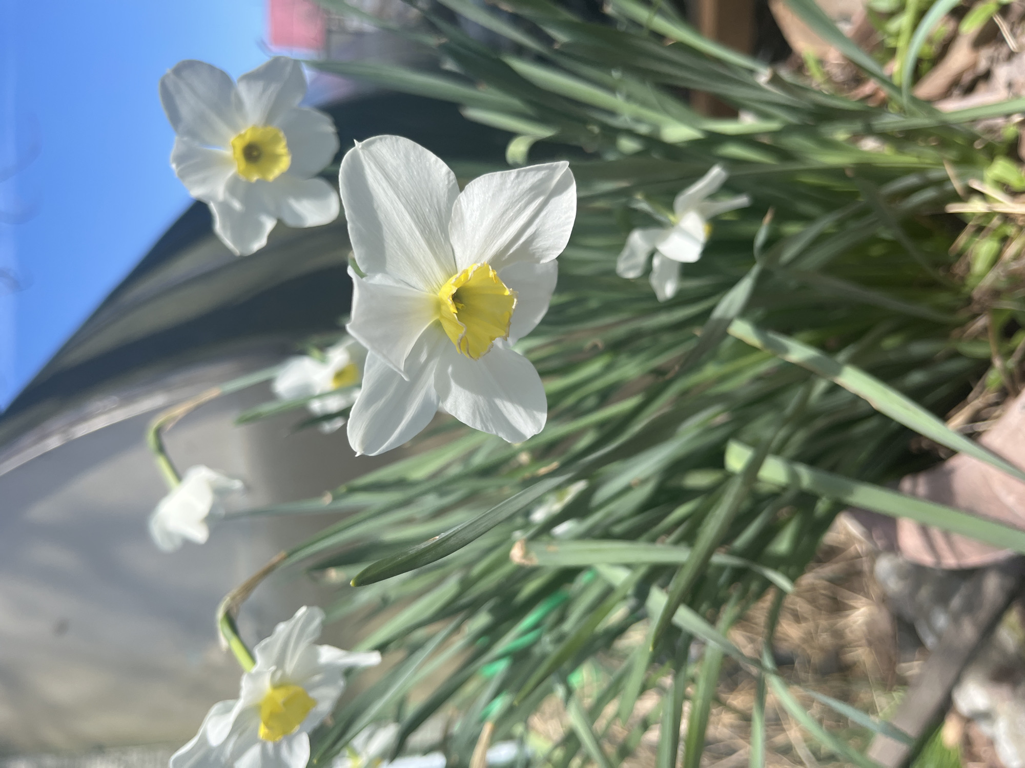 A close-up, eye-level shot shows several white daffodils with yellow centers in a garden setting. The daffodils are in various stages of bloom. The leaves of the plant are long and green, filling the background. Parts of a building or structure are visible in the upper left corner. Blue sky is visible near this structure. The ground below appears to be covered in dirt and debris. The image has natural light, suggesting it was taken outdoors during the day. Vesyoloye, Russia is not discernible in the image.