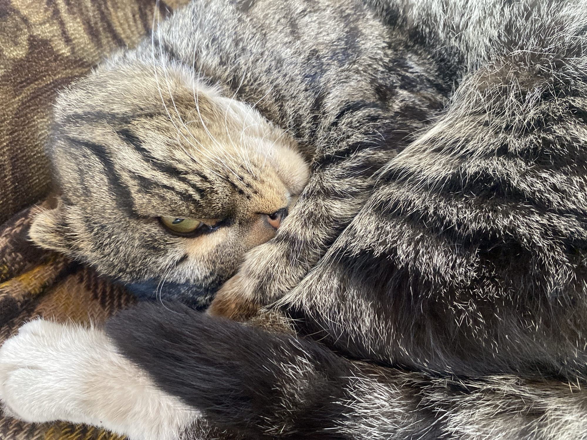 A close-up image shows a curled-up tabby cat with its head resting on its paw. The cat has green eyes and a striped pattern on its fur. The tail is black with a white tip and is curled around the cat's body. The cat is resting on a brown and beige patterned surface. Location: Unknown, Unknown.
