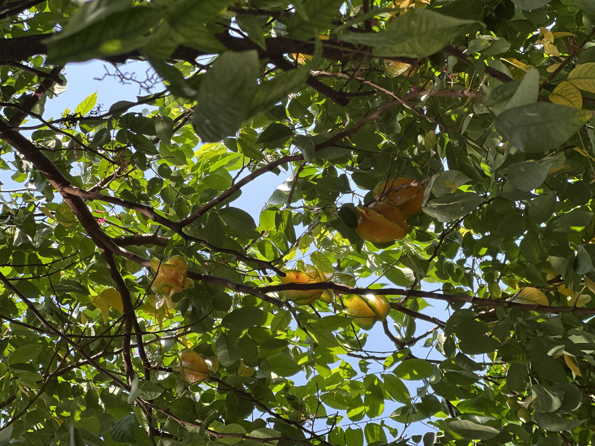 This image captures an upward perspective of a star fruit (carambola) tree located in Mũi Né, Vietnam, under a clear blue sky. The tree's canopy is dense with numerous green leaves, many of which are illuminated by sunlight, creating bright highlights and casting shadows. Several ripe and semi-ripe star fruits are visible, characterized by their distinct yellow to yellowish-green color and five-ridged shape. Some fruits exhibit an orange hue, indicating advanced ripeness. Dark brown branches and smaller twigs crisscross the frame, supporting the foliage and fruits. Patches of unobstructed light blue sky are visible through gaps in the tree's canopy. No human figures, animals, or man-made structures are present in the scene.