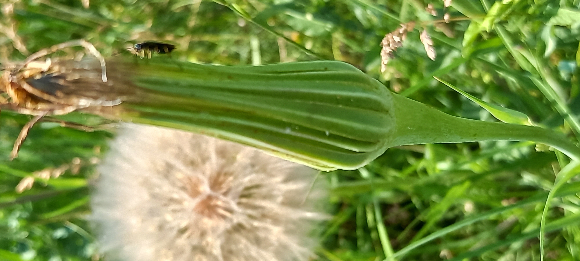The media file shows a close-up, macro shot of a dandelion seed head in its early stage of development. The main subject is the green, ribbed base of what will become a fluffy seed head. On top of this green structure, a small, dark insect with visible legs and antennae is perched. The background is a blur of green foliage, suggesting an outdoor setting in a grassy area. The lighting indicates it is daytime, likely with sunlight illuminating the scene from above. The focus is on the details of the plant and the insect, with the blurred background emphasizing their prominence. The overall impression is one of a miniature, natural world observed in detail. No people, text, or specific events are depicted, but the presence of the insect suggests natural life and growth. The location context of Kryvyi Rih, Ukraine, provides a geographical setting, but there are no explicit visual cues within the image to confirm this.