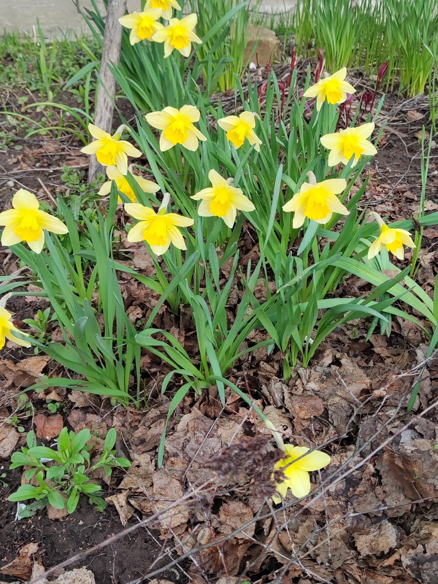 A vibrant cluster of yellow daffodils, also known as Narcissus, blooms prominently in a natural garden setting in Chaikovsky, Russia. The image captures several individual daffodil flowers, each featuring bright yellow petals surrounding a deeper yellow, trumpet-shaped corona. Their long, green, strap-like leaves form dense clumps, providing a fresh contrast against the surrounding environment.
The ground is largely covered with a thick layer of dry, fallen brown leaves, suggesting either an autumn leaf fall that hasn't been cleared or a mulched area. Patches of dark soil are visible among the leaves and surrounding the bases of the plants. In the foreground, a small cluster of lighter green leafy plants is emerging from the soil. Thin, bare brown twigs and branches are scattered across the ground.
In the background, beyond the main group of daffodils, more green, grass-like vegetation can be seen, with some reddish-brown shoots or buds hinting at other emerging plant life. A light-colored concrete or stone edge is visible in the upper left background, along with a partial view of a wooden stake or post.
The scene is brightly illuminated by natural daylight, indicating that the photograph was taken during the day, likely in late morning or early afternoon. The weather appears calm, with no visible precipitation or strong wind. The overall impression is one of early spring, with the cheerful daffodils heralding new life and growth. There is no visible text in the image.