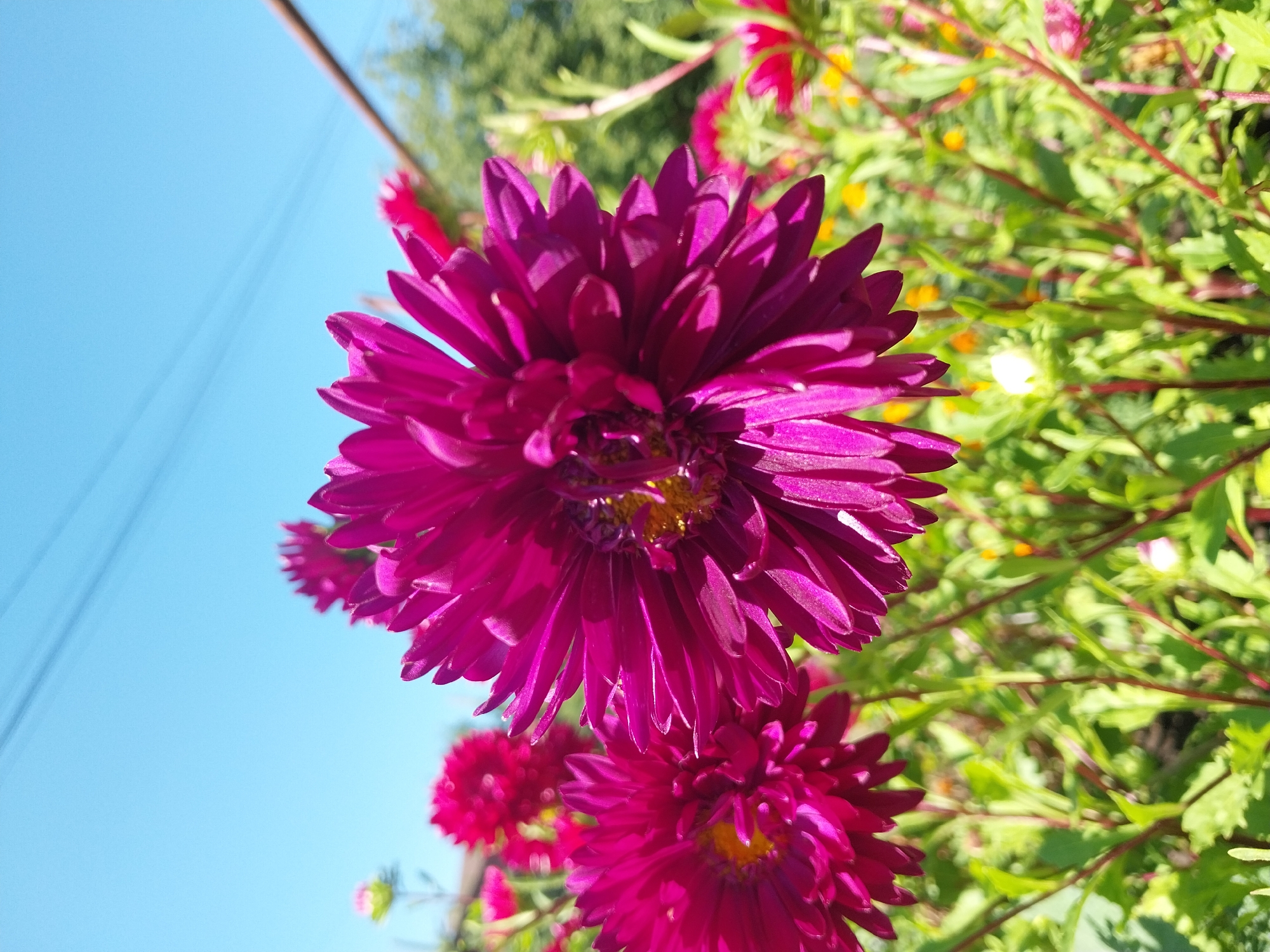 The image depicts a close-up of vibrant magenta asters blooming in a garden under a clear blue sky. The flowers are the primary focus, with their intricate petals and yellow centers prominently displayed. In the background, other asters in varying shades of pink and red are visible, along with lush green foliage and stems. The scene appears to be an outdoor setting, likely a residential garden or park, given the presence of flowering plants and a glimpse of trees and a thin wire or cable overhead, suggestive of an urban or suburban environment. The bright sunlight indicates it is daytime. While the specific location of Doslidne, Ukraine, is provided, there are no discernible landmarks or unique features within the image itself to confirm this location. The image is purely a botanical study of asters in bloom.