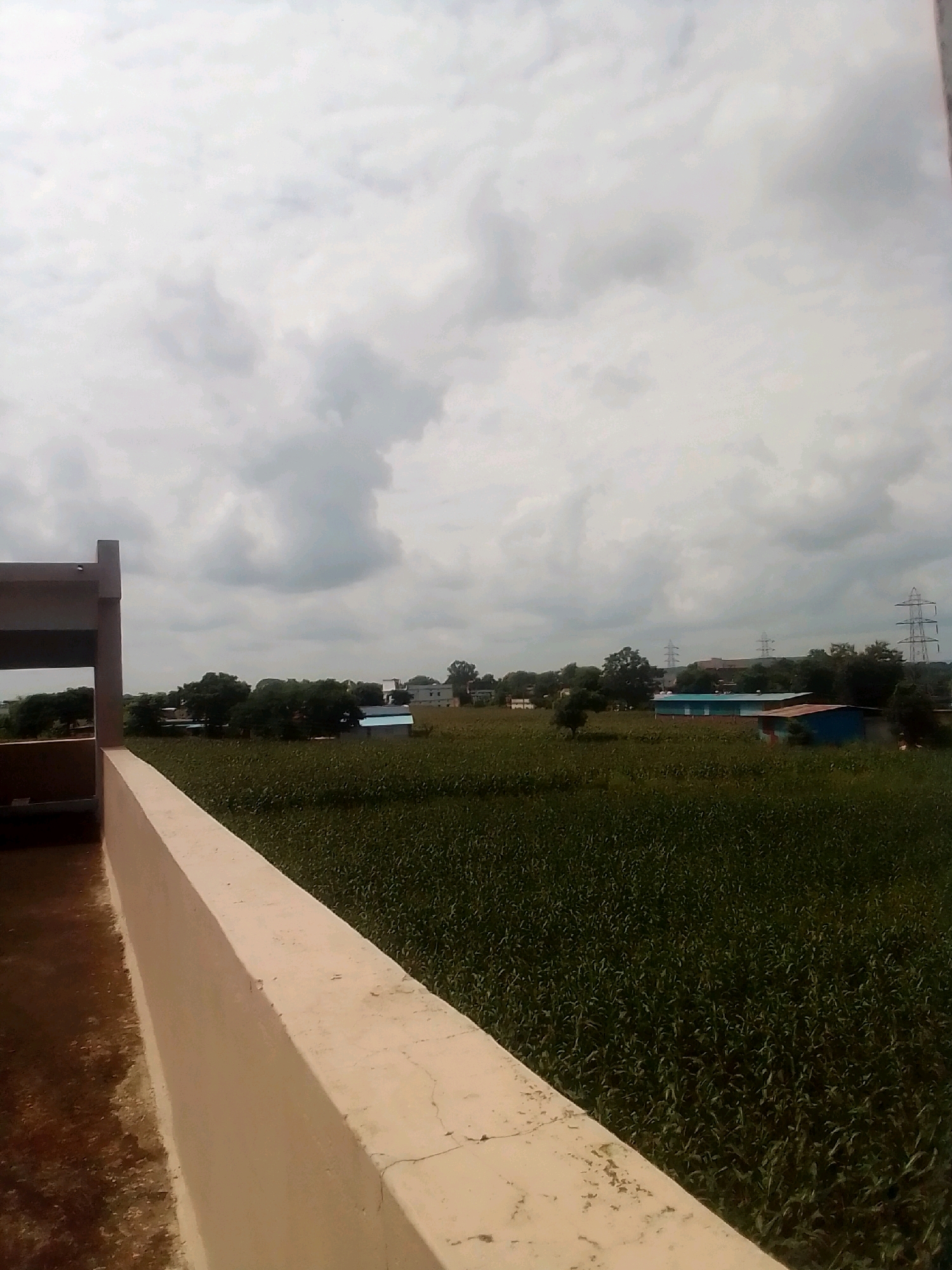 This is an image taken from an elevated viewpoint overlooking a rural or semi-rural landscape, likely in or near Anjaniya, India, given the context. The foreground features a cream-colored, textured wall or ledge, with a glimpse of a brown surface to its left, possibly a floor or rooftop.
Beyond the foreground wall, the scene opens up to a vast expanse of green crops, densely planted and stretching towards the horizon. The crops appear to be waist-high or taller, creating a textured carpet of foliage. In the mid-ground, scattered trees dot the landscape, some clustered together and others standing individually. Several buildings are visible amongst the trees and fields. One prominent building is a long, rectangular structure with a light blue roof and white walls. Another building nearby has a reddish-brown roof. Further in the distance, more structures and buildings are visible, including some that appear to be houses or smaller residences.
Dominating the background are large, modern power transmission towers with multiple levels of cross-arms, indicating the presence of significant electrical infrastructure. The sky is overcast with a thick layer of gray and white clouds, suggesting a cloudy or potentially rainy day. The overall impression is one of a cultivated agricultural area with some scattered development and industrial elements, under a muted sky. No people are visible in the frame.