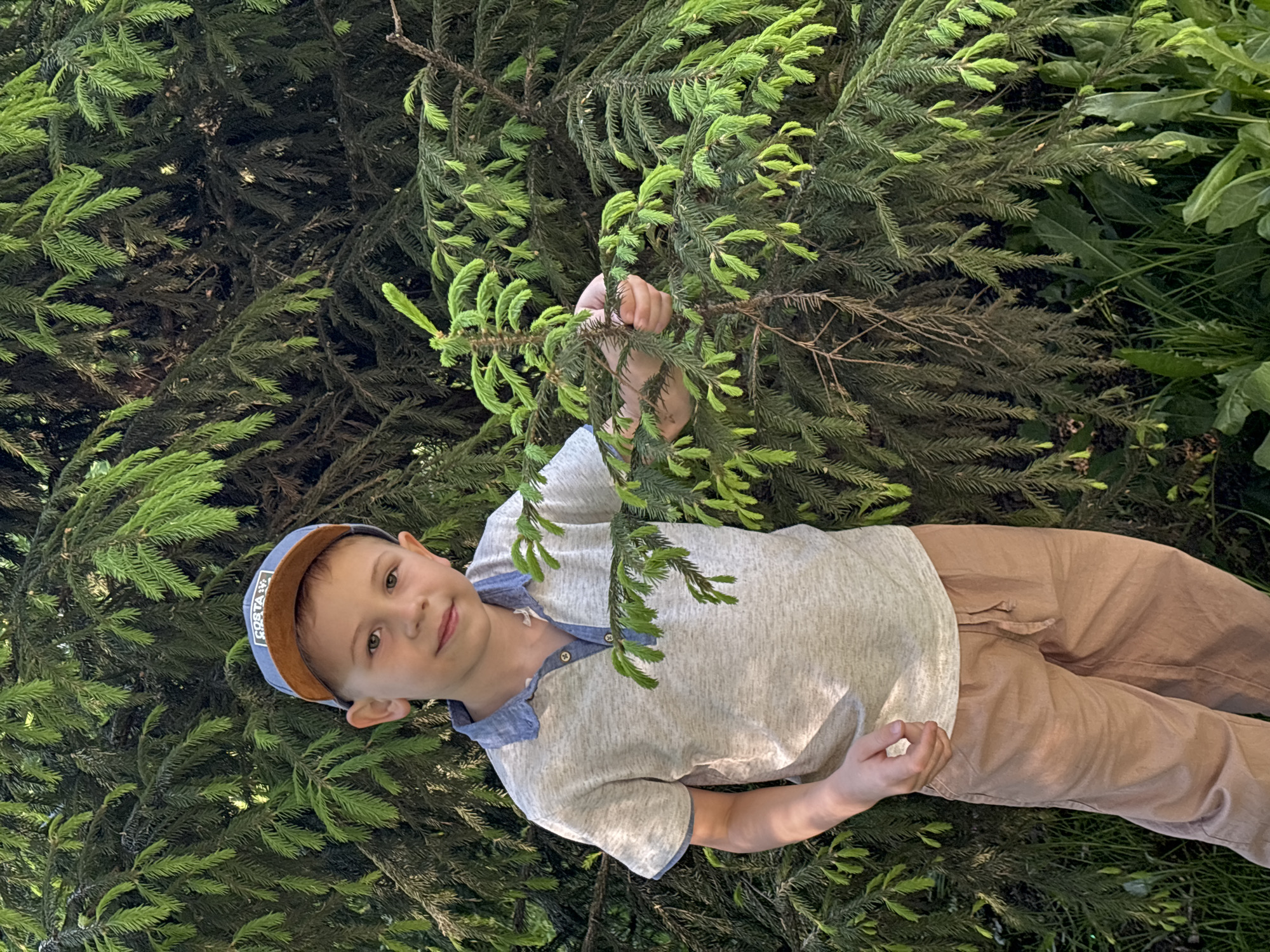 A young boy wearing a grey polo shirt with blue trim, tan trousers, and a blue and tan baseball cap lies among the branches of a large, green coniferous tree. He is holding a branch of the tree with his right hand. The location appears to be outdoors in a natural setting. There is no visible evidence to confirm the image was taken in Rusanovo, Russia.