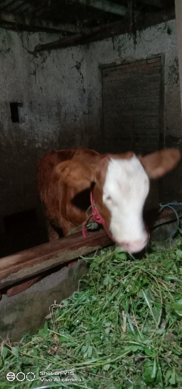 The image displays a young domestic bovine, a calf, situated within an indoor or semi-enclosed structure in Ranugedang, Indonesia. The calf, exhibiting a brown body with a prominent white head and muzzle, is positioned in the mid-ground, partially obscured by a horizontal wooden barrier. A red rope halter is secured around its neck. The calf's head is lowered towards a substantial pile of green fodder, consisting of grass and leafy plants, which occupies the foreground. The background features rough, light-colored walls, possibly concrete or plastered, showing signs of staining and wear. A dark, rectangular opening is present on the left wall, and a section of brickwork is visible on the right. Overhead, dark wooden beams or rafters indicate a ceiling structure. The scene is dimly and unevenly lit.