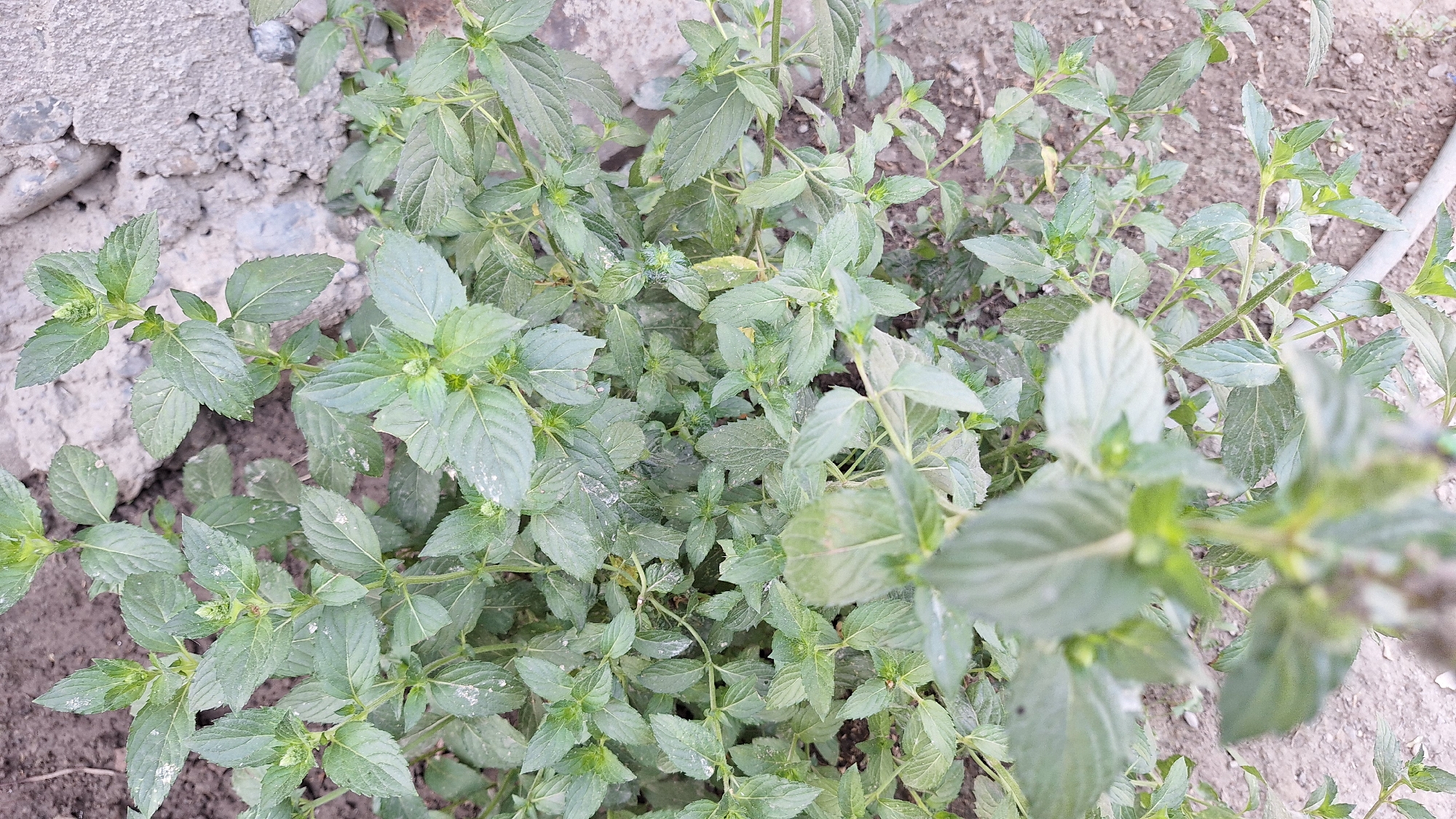 A close-up, high-angle shot shows a patch of green mint plants growing in the ground. The plants have numerous small, oval-shaped leaves with serrated edges. Some of the leaves have white or light-colored dust on them. The ground appears to be soil mixed with small stones and debris. In the background, a large, rough-textured gray concrete structure is visible. The scene is outdoors, likely in a garden or yard, given the presence of cultivated plants and construction debris. The overall lighting suggests it is daytime. No people or animals are present in the image. The location is specified as Bishkek City, Kyrgyzstan.