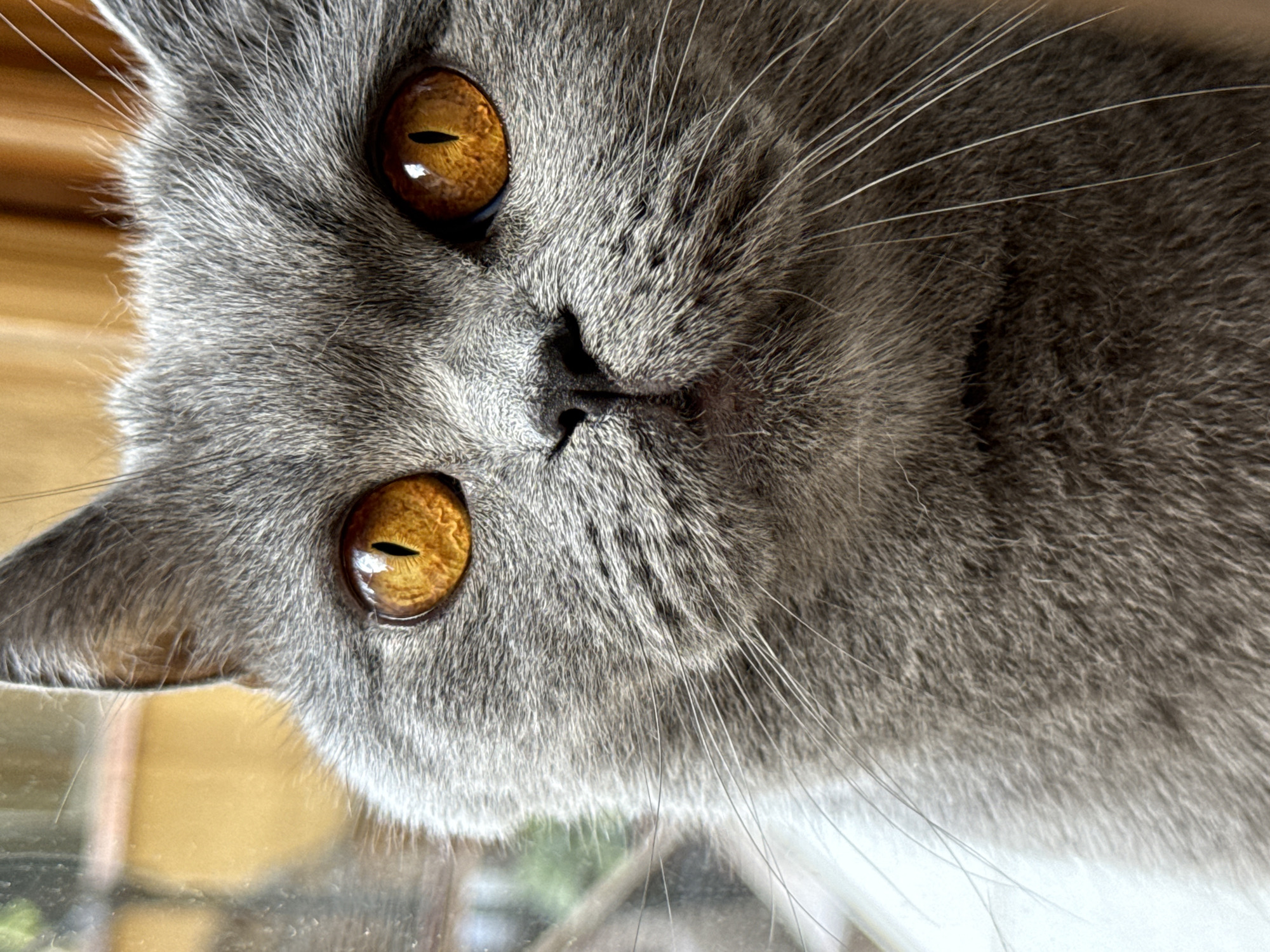 A close-up, eye-level shot focuses on the face of a grey British Shorthair cat, looking directly at the camera. The cat's fur is dense and soft, with darker tips creating a subtle texture. Its most striking features are its large, round, amber eyes, which reflect the light with an intense glow. The pupils are vertical slits, indicative of bright lighting conditions. The cat's nose is dark grey and moist, situated between its large, prominent whiskers. The background is blurred, with patches of warm yellow and brown, suggesting an indoor setting with light coming from a window. There are no people or other animals visible in the frame. The image does not contain any information that can be used to determine its location within Targovishte, Bulgaria.