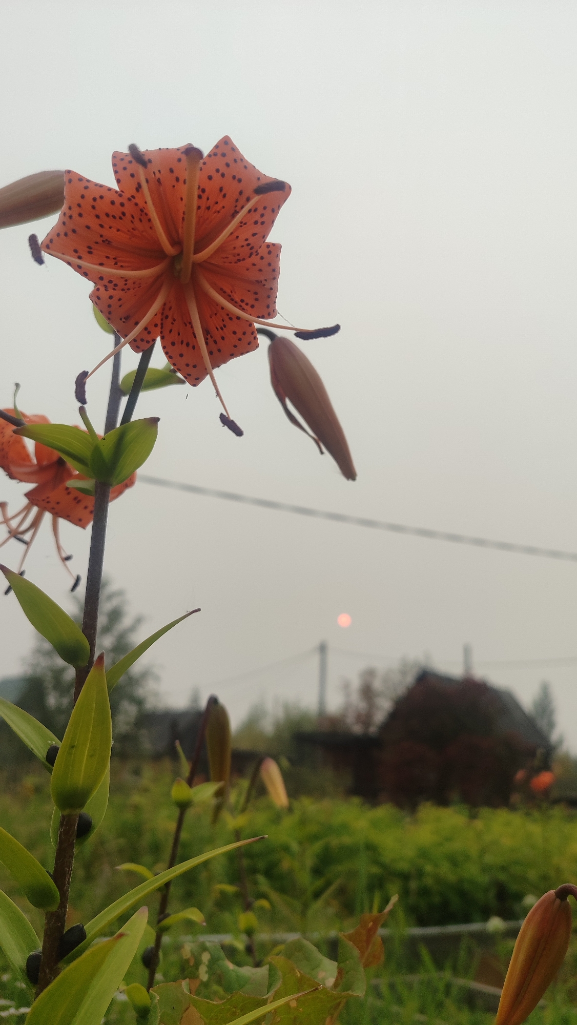 A close-up shot focuses on an orange tiger lily bloom with dark spots, its petals unfurled and facing upwards. Behind the flower, the sky is overcast and hazy, with a faint, reddish sun visible in the distance. The middle ground shows a blurred scene of a rural landscape, with a dark-colored building and greenery. Power lines are stretched across the frame, connecting poles that are barely visible in the fog. The foreground features a blurry view of a garden with several tiger lily buds and leaves. The image is taken outdoors, likely in Mirny, Russia, given the context of the prompt.