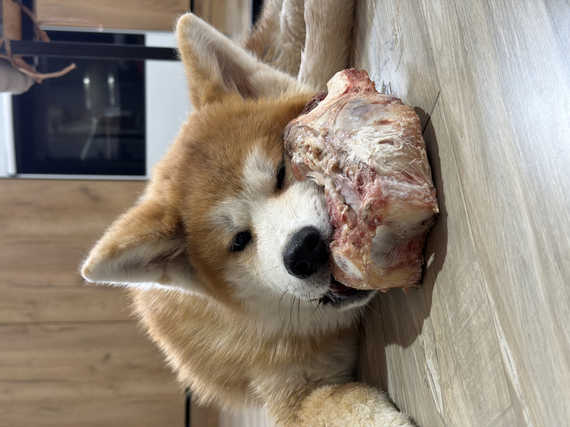 An Akita dog is on a light-colored wooden floor, chewing on a large bone with meat still attached. The dog's head is turned to the side, facing the viewer. In the background, a modern black and white appliance is partially visible. The image was taken indoors and may be in Chaikovsky, Russia, as specified in the prompt.
