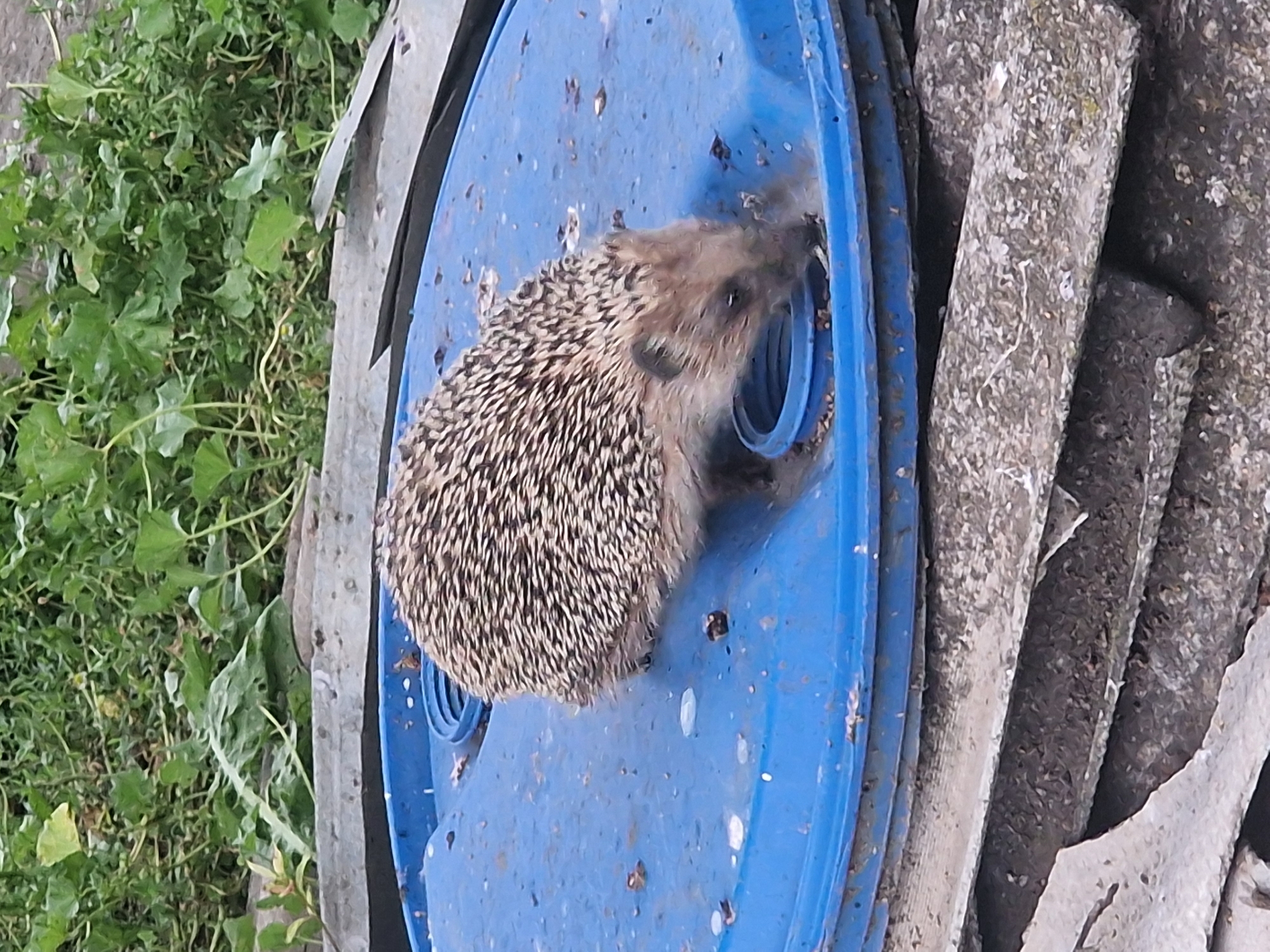 A hedgehog is eating from a blue plastic barrel lid. The barrel lid is on top of some grey, weathered materials. In the background, there is green vegetation. The scene is located in the city of Kursavka, Russia.
