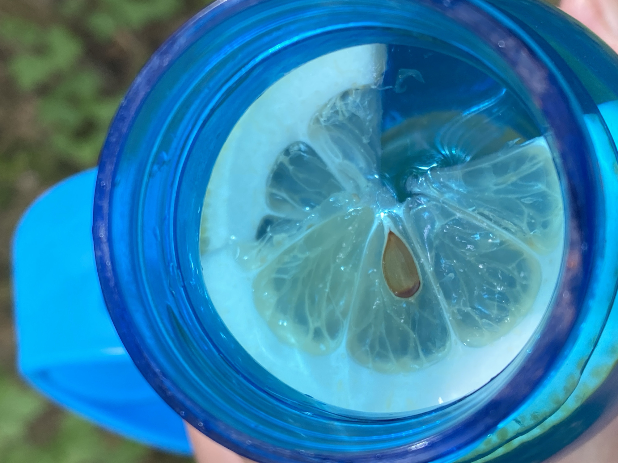 A close-up, overhead shot shows a slice of lemon submerged in clear liquid within a bright blue, translucent plastic container. The lemon slice, with visible segments and a single seed, is illuminated from below, creating a glowing effect. The container's rim and the liquid's surface are detailed. In the background, out of focus, is a bright blue object and green foliage. The location is not specified.