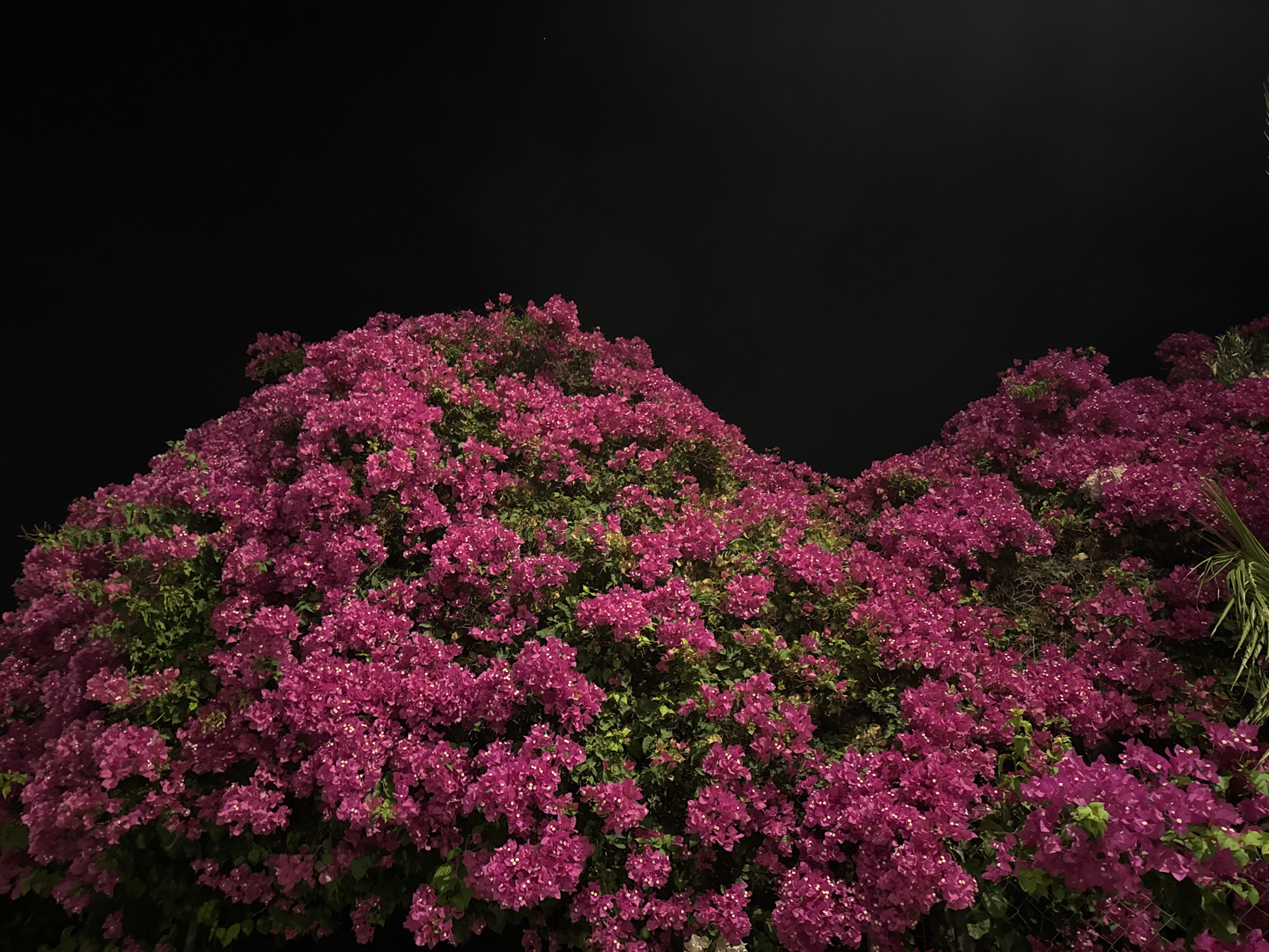 In Trachoni, Cyprus, a densely blooming bougainvillea bush is illuminated against a pitch-black night sky. The vibrant magenta flowers and dark green foliage fill the lower half of the frame, creating a textured, undulating surface. A faint, distant star is visible in the upper portion of the sky. The scene is still and quiet, with no people or animals present. The overall impression is one of natural beauty observed under artificial light.