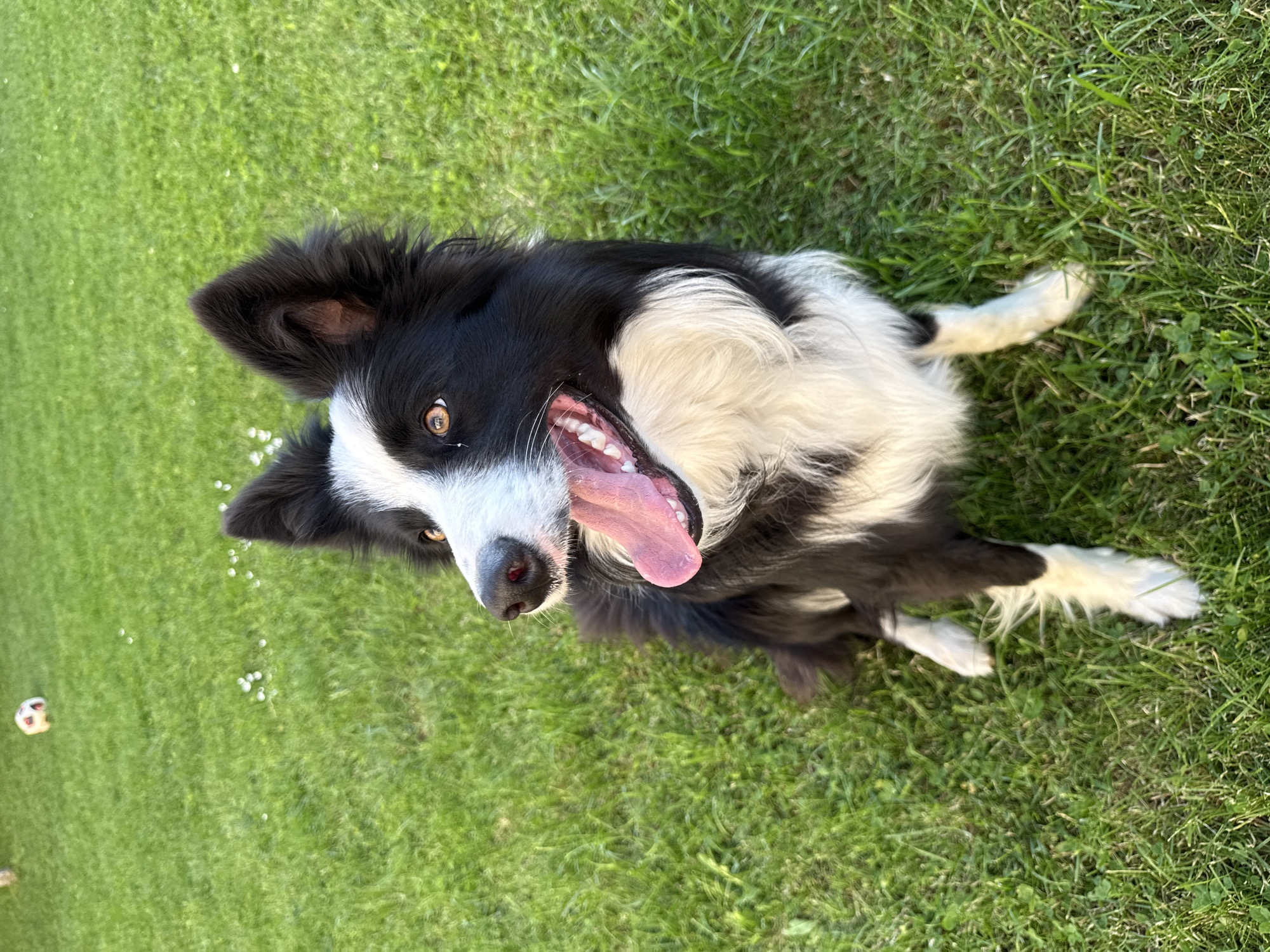 A black and white Border Collie dog is lying on green grass. The dog is on its side, facing the camera with its mouth open and tongue extended. The grass is green and well-maintained. There is a small ball in the lower left of the image. The location is not identifiable as Berkovitsa, Bulgaria.