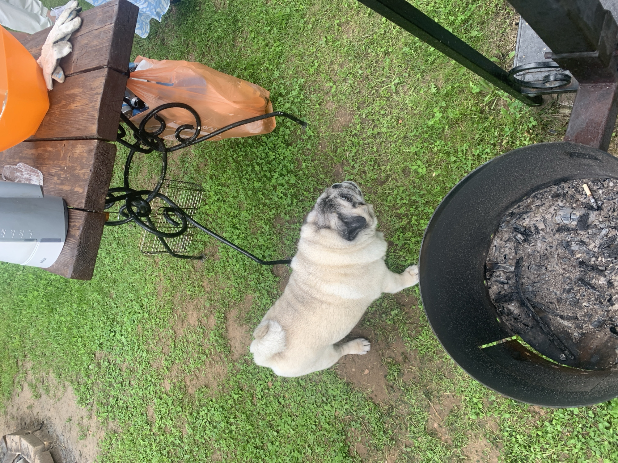 A pug is standing on a grassy area next to a metal fire pit. In the background, a wooden picnic table is set up with an orange bowl, a gray electric kettle, and a pair of gloves. An orange plastic bag is hanging from the underside of the table. The scene appears to be outdoors, possibly in a backyard or park, given the grass and the picnic table. The presence of a fire pit suggests a setting where outdoor cooking or a bonfire might take place. The image is taken from a slightly elevated perspective, looking down at the pug and the fire pit.