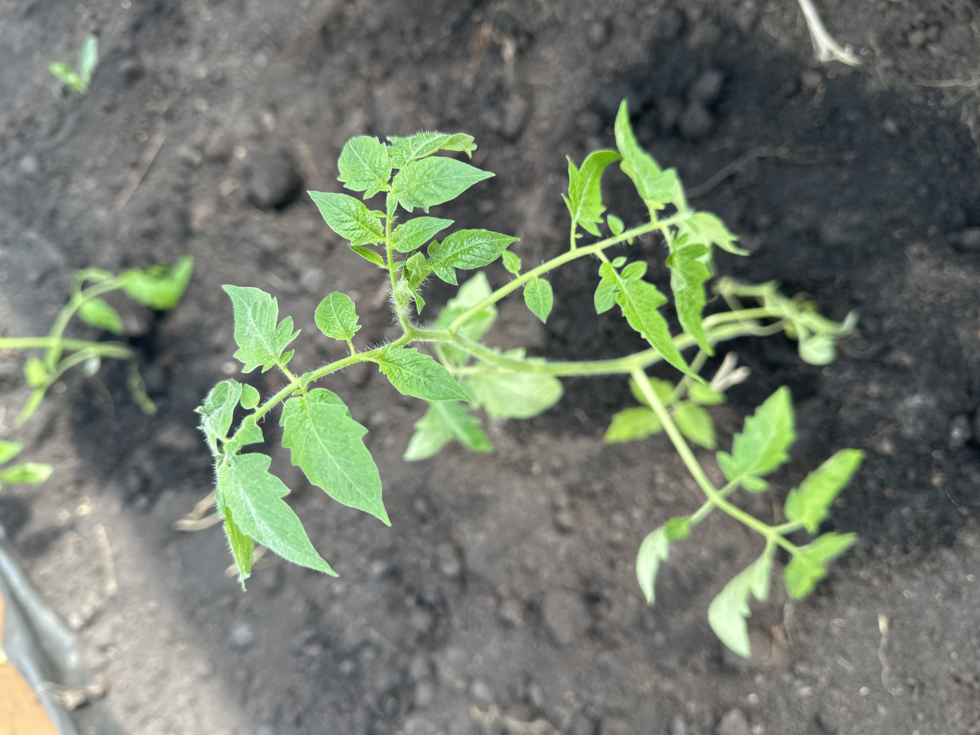 The image shows a young tomato plant growing in dark soil. The plant has several stems and leaves, all green. The surrounding environment appears to be a garden or agricultural setting. There is no indication of the city of Nizhny Novgorod, Russia, or any people, actions, or interactions within the image.