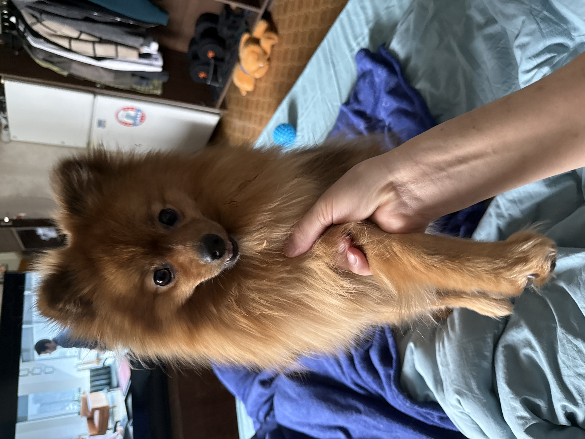 A close-up shot captures a brown Pomeranian dog being held by a person. The dog is the primary focus, with its fur texture and facial features clearly visible. The person's arm and hand are holding the dog's front paw. The background is composed of crumpled blue and navy fabrics. A blue ball and a stuffed animal are also partially visible. The setting is indoors. There is no information to support that the photo was taken in the city of Khimki, Russia.