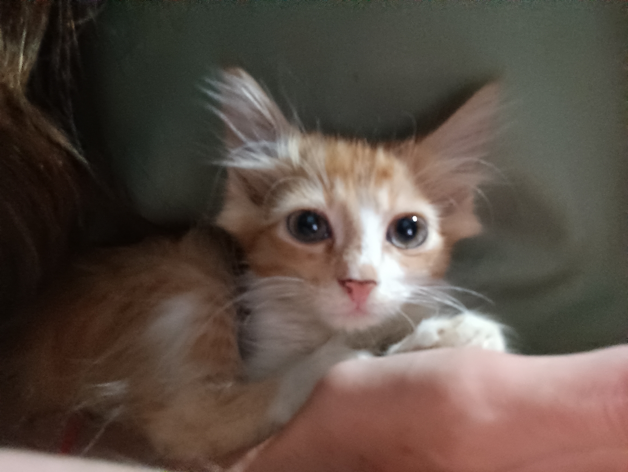 The image shows a close-up of a ginger and white kitten being held. The kitten has large, dark eyes, a pink nose, and prominent ears. Its fur is fluffy and appears to be long. The kitten is nestled against a person's arm or shoulder, with a portion of the person's hand visible in the lower right of the frame. The background is a dark, out-of-focus green. There is no discernible information in the image that can be used to determine its location in the city of Vypasne, Ukraine.