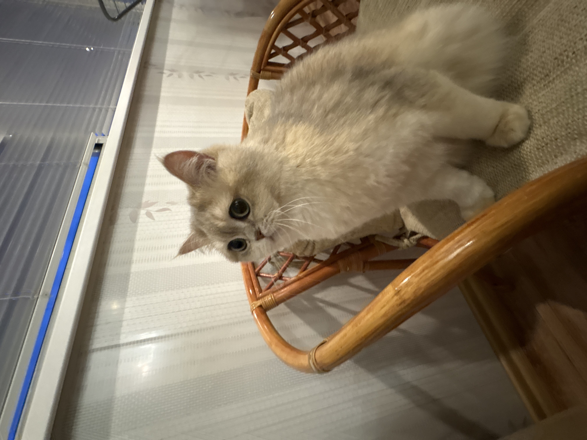 A light-colored, long-haired cat with round eyes is perched on a small wicker chair. The chair is partially visible, with a light-colored cushion. In the background, there is a window with white frame and blue accents. The wall behind the chair has a subtle, striped pattern. The location is Chaikovsky, Russia.