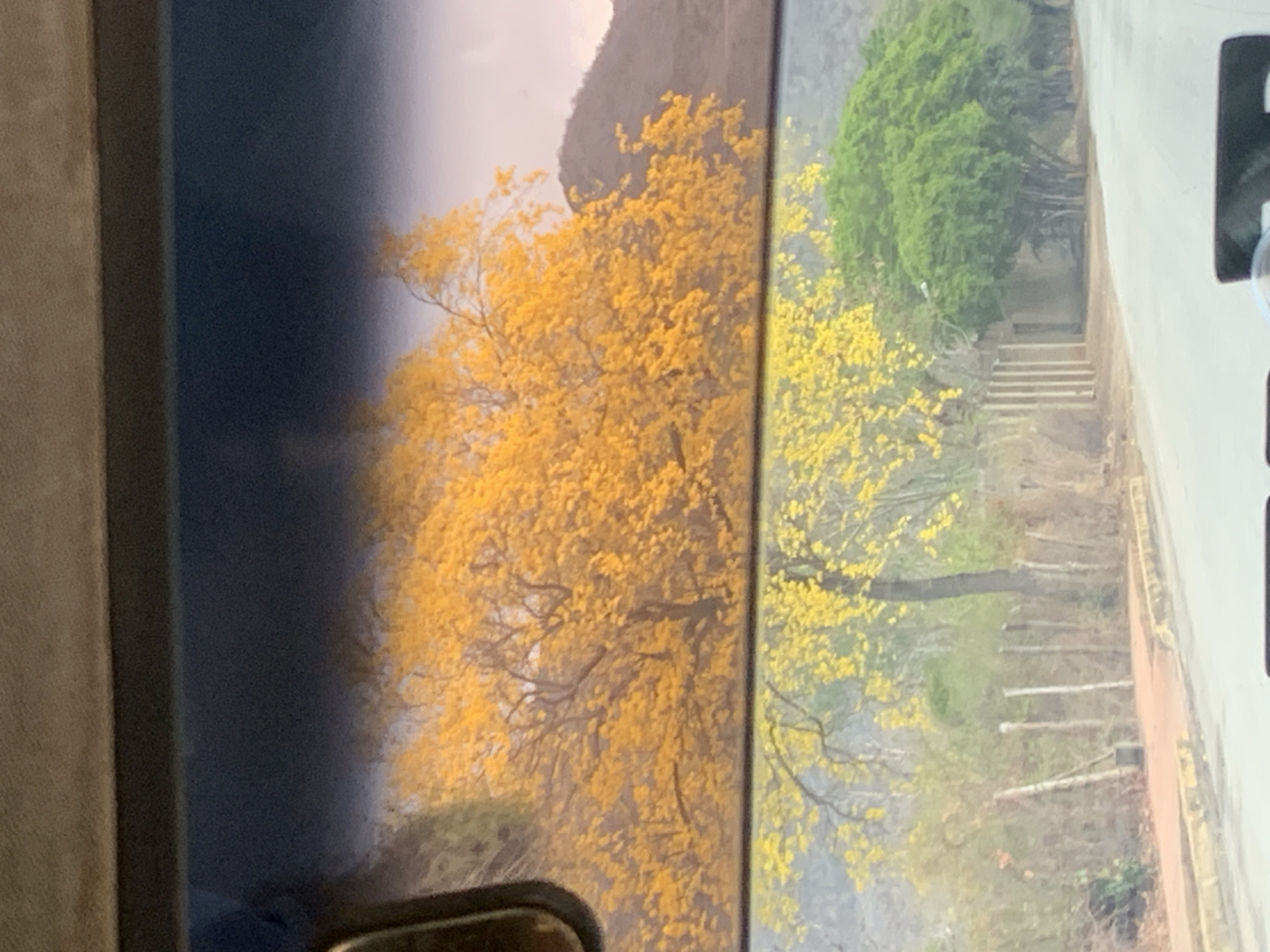 The image captures a vibrant outdoor landscape, seemingly viewed through a window, possibly from a vehicle, in what appears to be Santa Ana, Venezuela. The scene is dominated by the lush foliage of several trees, predominantly in bright yellow.
On the left side of the frame, a dark, muted border suggests an interior element, such as a window frame or car door. Beyond this, a large tree with abundant, bright yellow blossoms fills the central and left-mid ground, its dense foliage showcasing the vibrant color. Behind this prominent tree, a dark, mountainous or hilly formation rises against a soft, light-colored sky, indicating daytime.
To the right of the main yellow tree, another tree with similar yellow flowers is visible. Further to the right and slightly behind, patches of verdant green trees add a contrast in color. In the lower mid-ground and foreground, beneath the trees, the terrain appears dry with sparse vegetation and several light-colored, upright posts or slender tree trunks. A series of stone or concrete steps leads downwards on the right side of the frame, suggesting a path or staircase winding through the landscape. The far-right edge of the image is bordered by a light gray-white vertical structure, another potential interior element.
The time of day appears to be daytime, with soft, diffused lighting, possibly indicating an overcast sky or a time when direct sunlight is not harsh. The striking yellow flowers are characteristic of certain tropical trees, such as the Araguaney (Venezuela's national tree, often blooming bright yellow), aligning with the specified location context. The mountainous backdrop further situates the scene within a natural, South American environment. No people or specific activities are visible, presenting a serene and colorful natural vista. There is no visible text in the image.