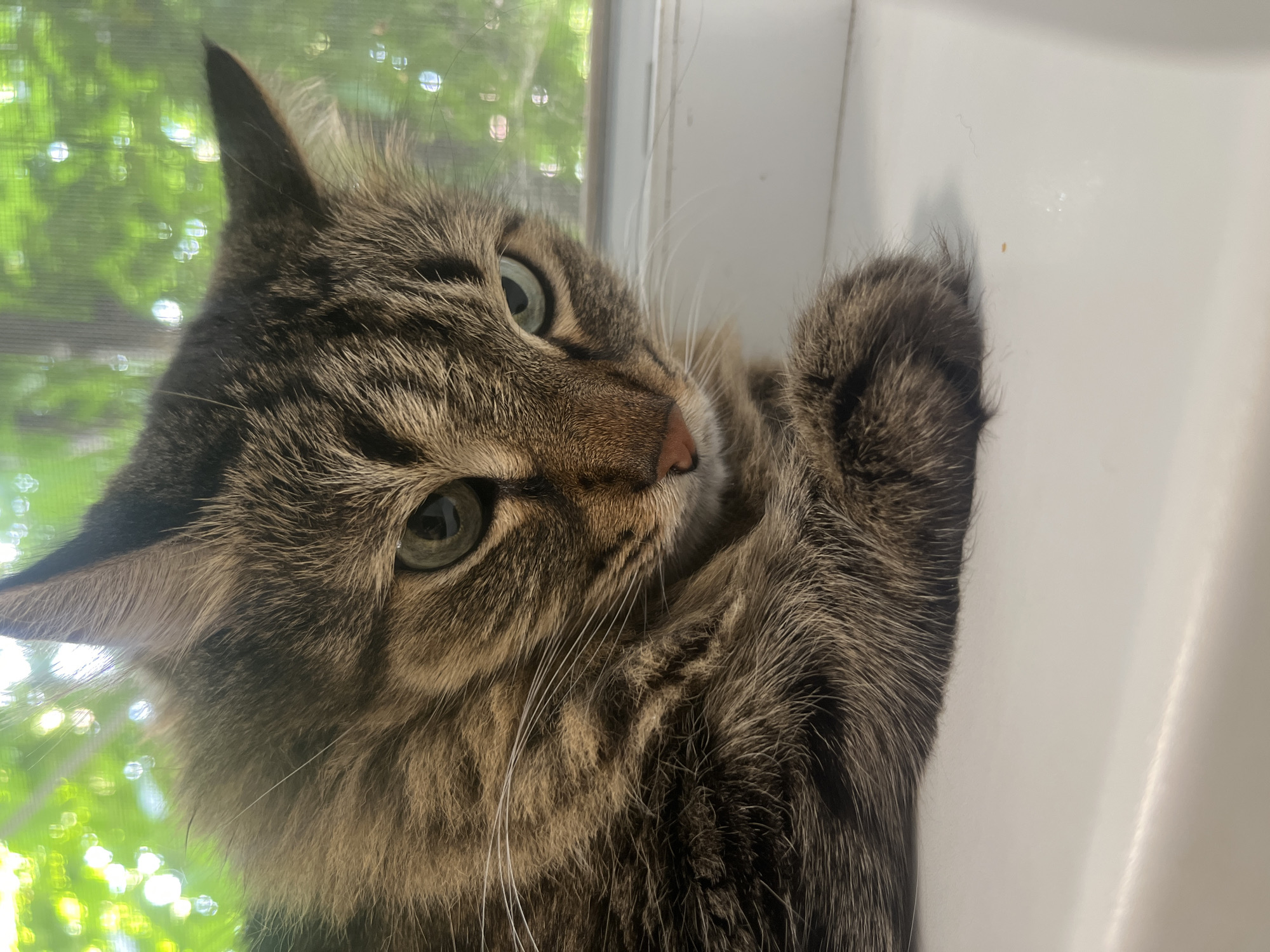 The media file features a close-up, tilted shot of a tabby cat. The cat has green eyes and appears to be looking at the camera with a curious or playful expression. Its fur is a mix of brown and black stripes. One of its paws is visible, resting on a white surface that appears to be a windowsill or ledge. Behind the cat, through a window, there is a soft-focus background of green foliage and out-of-focus circular highlights, suggesting it is daytime and possibly sunny. The white surface the cat is on is brightly lit, indicating natural light. The overall impression is of a domestic pet in a relaxed, indoor setting near a window. The provided location context is Tikhoretsk, Russia. There is no visible text in the image.