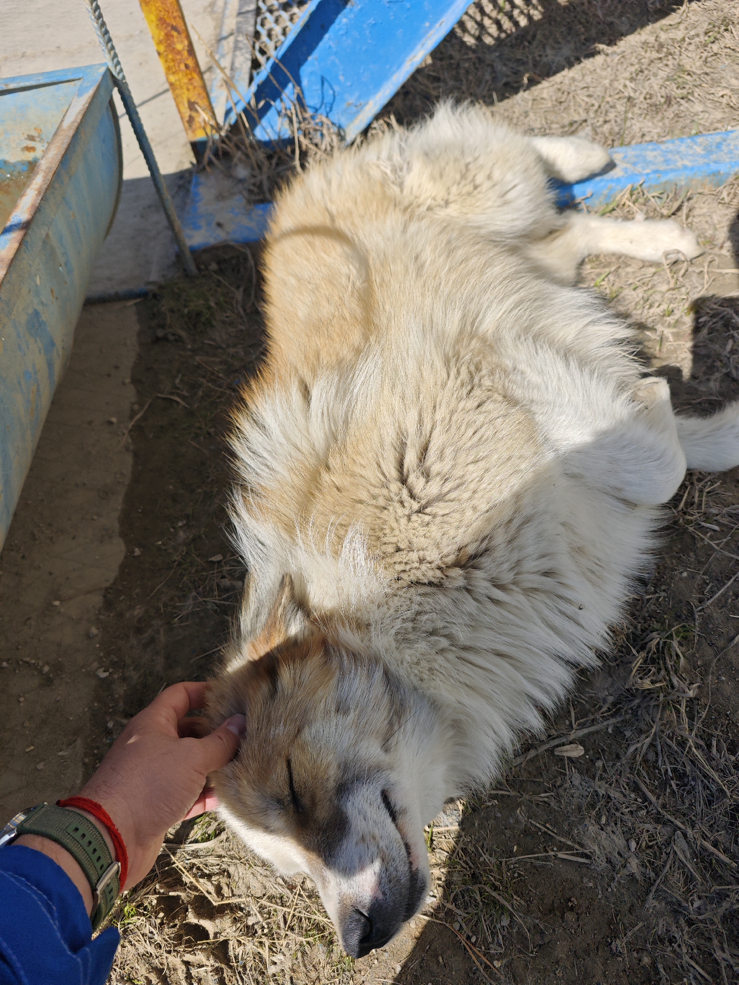 The image depicts a large, fluffy dog lying on the ground in an outdoor setting in Unknown, Russia. The dog is primarily light cream and tan in color, with its eyes closed, seemingly asleep. A person's hand is gently touching the dog's head. The person is wearing a blue jacket and a green wristwatch with a red bracelet next to it. The ground around the dog consists of dirt and dry vegetation. In the background, there are pieces of metal structures, including a blue frame and a rusty metal bar. The scene is well-lit, indicating it's daytime.
