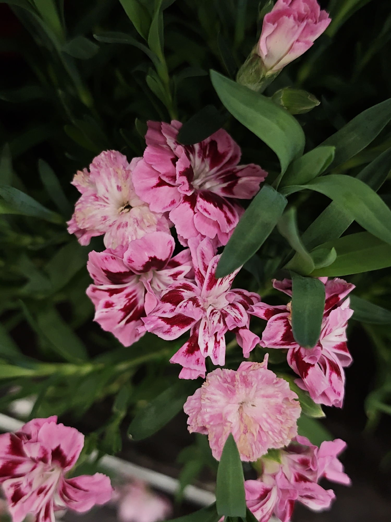 The image shows a close-up of pink and burgundy carnation flowers surrounded by green foliage. The flowers display a mix of open blooms and buds, with some showing a striped pattern. The background is dark, emphasizing the vibrancy of the flowers and leaves. The image does not contain information about a location in Vinnytsia, Ukraine, or any other elements that would identify a specific place or city.