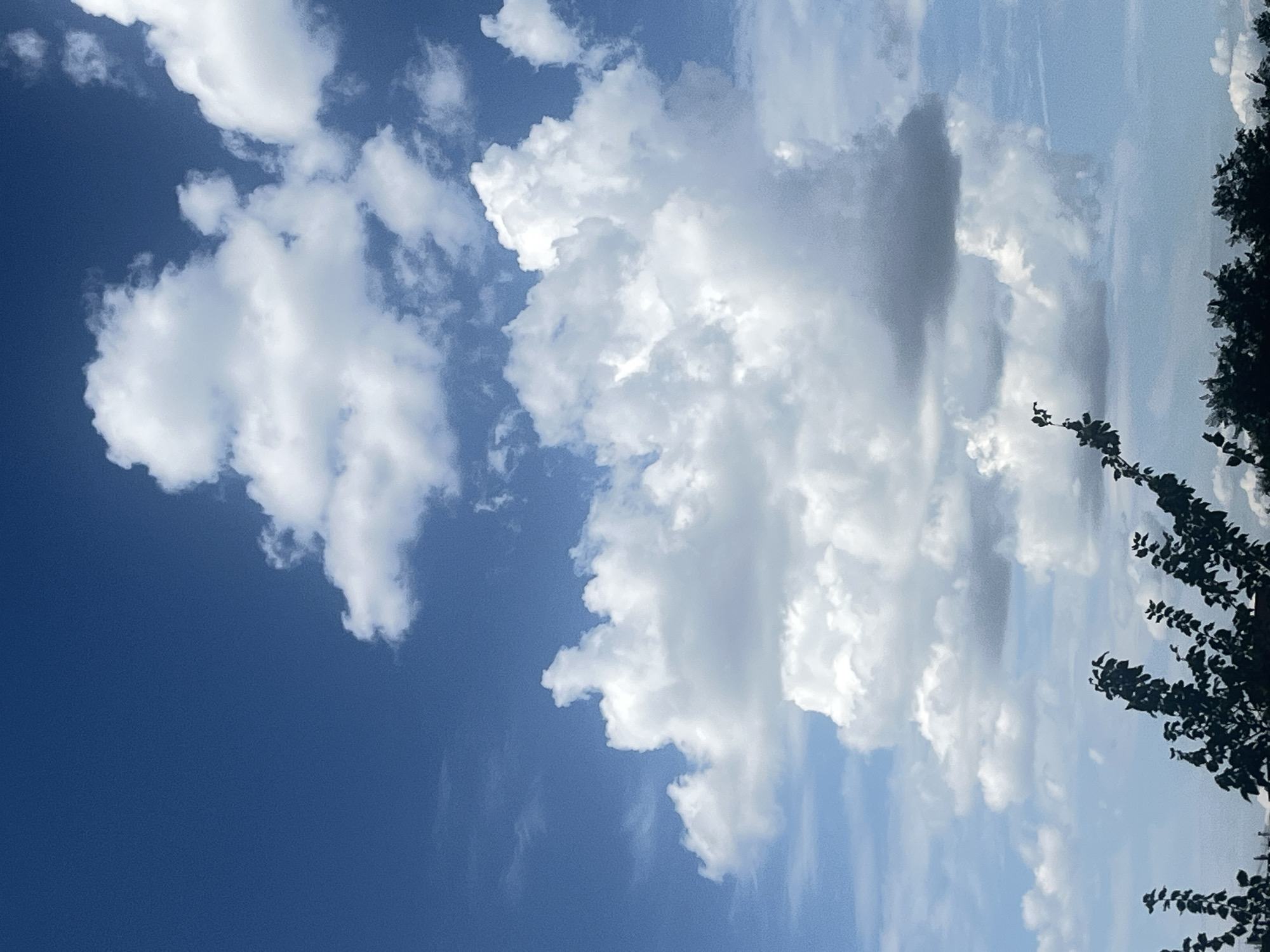 The image shows a bright blue sky filled with fluffy white clouds. In the foreground, silhouetted against the sky, are the dark branches of several trees. The bottom of the image is occupied by a dark line of trees, suggesting a treeline. There are no people or discernible structures visible in the image. The scene appears to be an outdoor environment, likely captured during daylight hours given the brightness of the sky and clouds. No specific location within the city of Oskemen, Kazakhstan can be determined from the provided image.