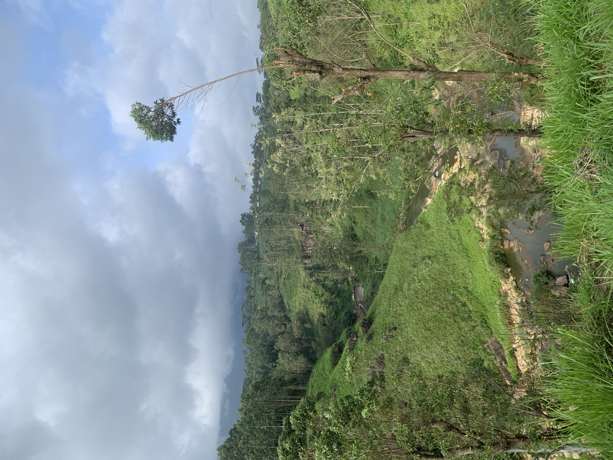 The image depicts a lush, green valley in Devon, Sri Lanka, characterized by rolling hills covered in dense vegetation and a winding river. The landscape is dominated by the vibrant green of grass and trees, with a river flowing through the valley floor, its waters reflecting the overcast sky. Numerous tall, slender trees, characteristic of the region, are scattered across the hillsides, creating a textured and layered effect. In the foreground, the viewer is met with tall, vibrant green grass, some of which is partially obscuring the view into the valley. To the right of the foreground, a distinctive dead tree trunk stands prominently, its stark branches reaching upwards against the backdrop of the verdant landscape. The sky above is a mix of grey clouds and patches of blue, suggesting dynamic weather conditions. In the distance, the terrain rises, with more forested hills and a hint of human settlement, possibly houses or buildings, visible on the upper slopes. The scene evokes a sense of natural beauty and tranquility, typical of the hill country of Sri Lanka.