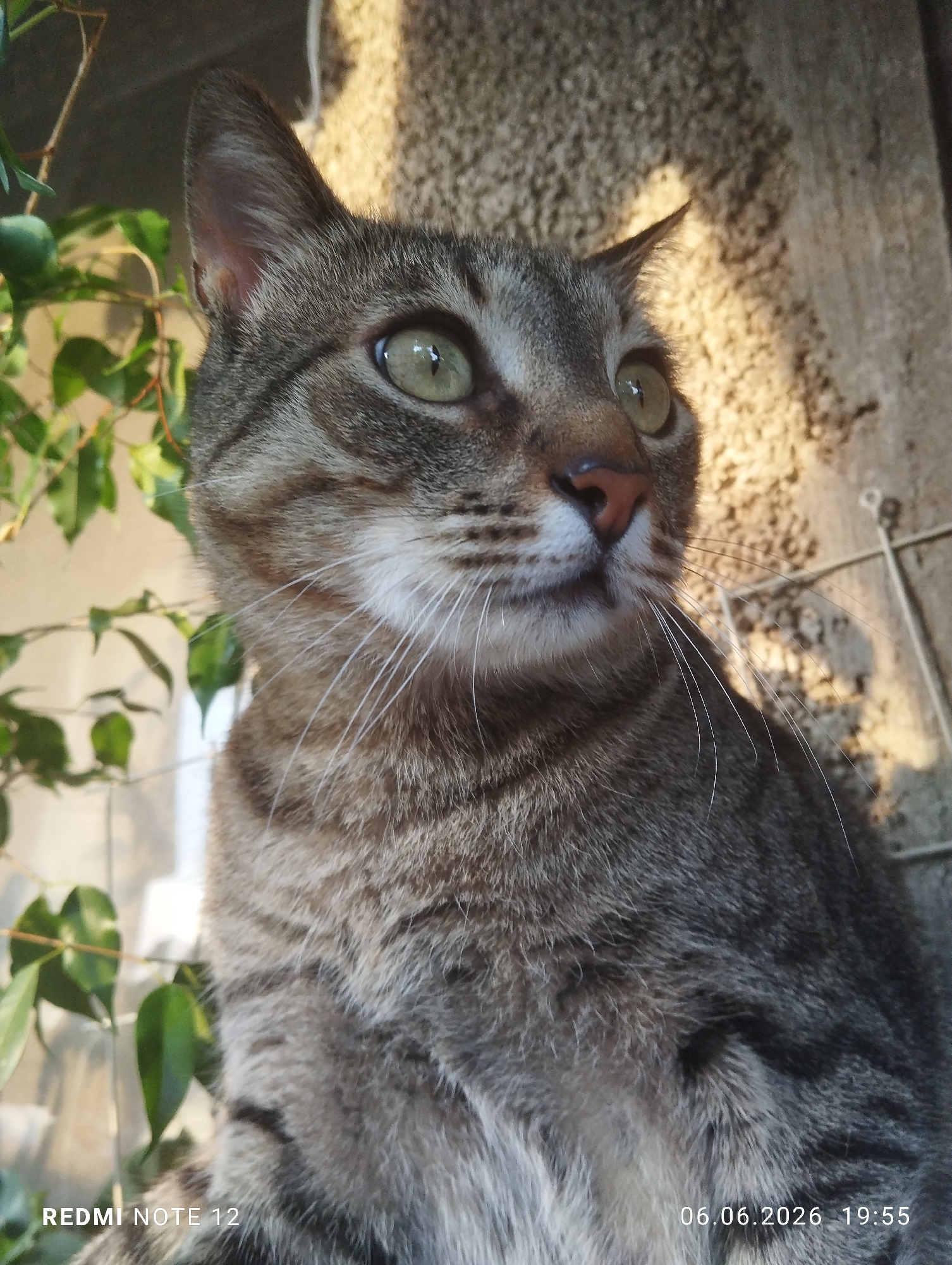 The image displays a domestic tabby cat, characterized by grey and brown striped fur with white markings on its muzzle and chest, located in Burgas, Bulgaria. The cat is positioned in the lower-center of the frame, angled upwards and to the right, with its light green eyes intently focused on an unseen point. A pinkish-brown nose and prominent white whiskers are clearly visible. The cat's right ear is partially obscured by green leafy vegetation on the left side of the image. The background on the right consists of a rough-textured, light-colored wall, illuminated by direct, warm light originating from the upper right, creating highlights on the cat's fur and the wall surface. A timestamp of "06.06.2026 19:55" and a device watermark "REDMI NOTE 12" are present in the bottom corners. No other subjects or interactions are depicted.