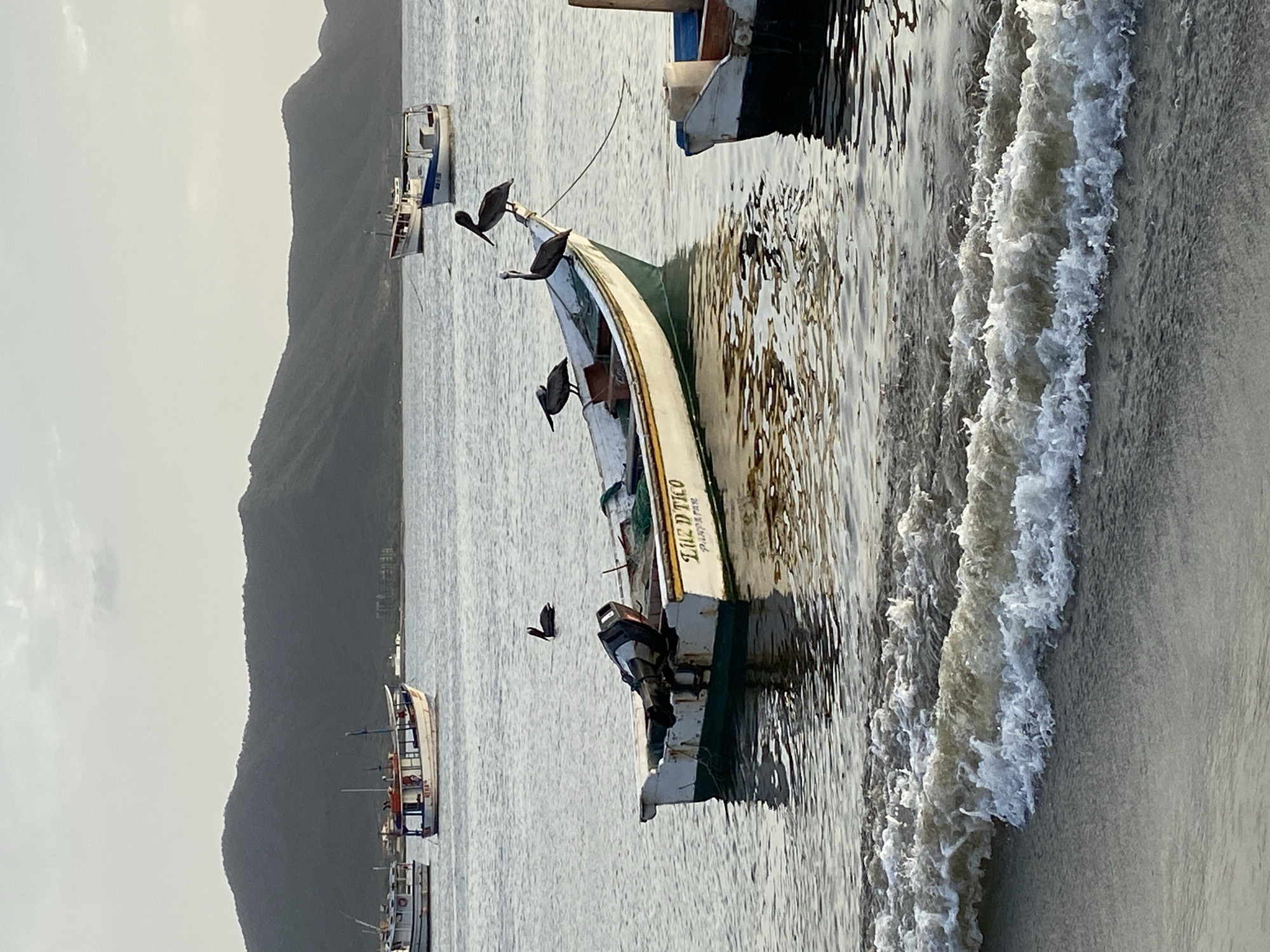 The image depicts a coastal scene in Juan Griego, Venezuela, likely during late afternoon or early evening due to the soft lighting. In the foreground, gentle waves break on a sandy shore. The middle ground is dominated by the calm, reflective waters of the bay, upon which several boats are anchored.
The most prominent boat in the foreground is a white and green vessel with an outboard motor. Perched on its edge are three pelicans, appearing to rest or observe their surroundings. Another pelican is visible in the water to the left of this boat. Further out in the bay, other fishing boats are present. In the background, a chain of dark, verdant hills rises against a pale, overcast sky, characteristic of the mountainous landscape of Margarita Island. The overall atmosphere is tranquil and serene, conveying a sense of peaceful coexistence between nature and human activity.