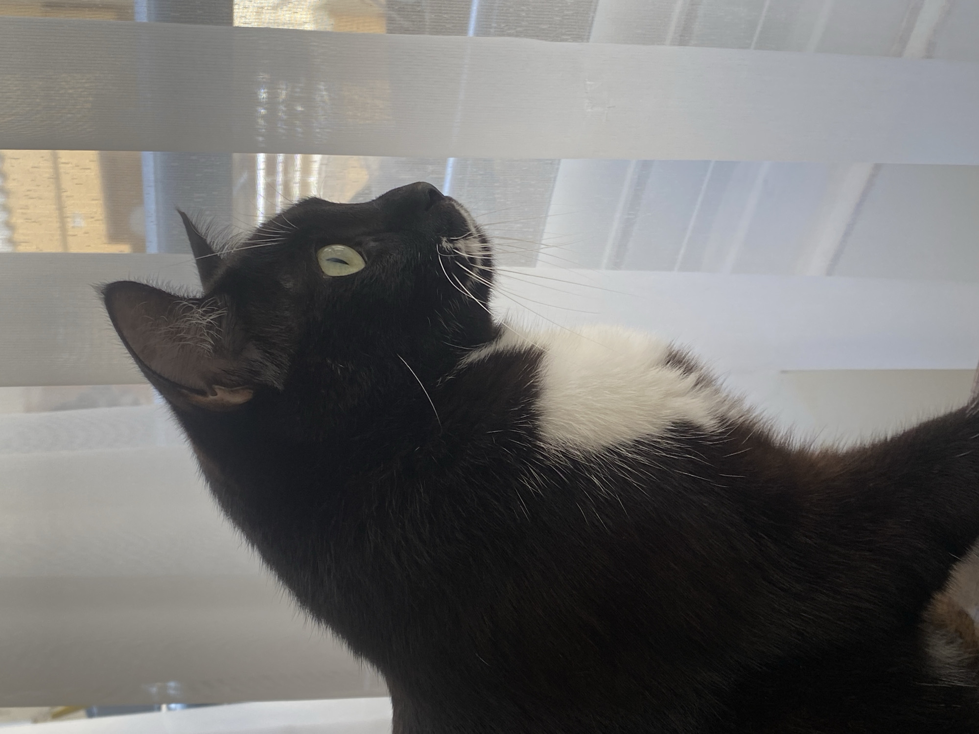 A black and white cat with bright green eyes is looking out a window covered by sheer white vertical blinds. The cat is positioned on the left side of the frame, with its body mostly in shadow, but its chest and part of its face are illuminated. The blinds are partially drawn, allowing sunlight to filter through and cast subtle shadows on the interior. The background visible through the blinds suggests an outdoor environment, possibly a building or wall. The image appears to have been taken indoors, in what could be a residential setting in Alanya, Turkey.