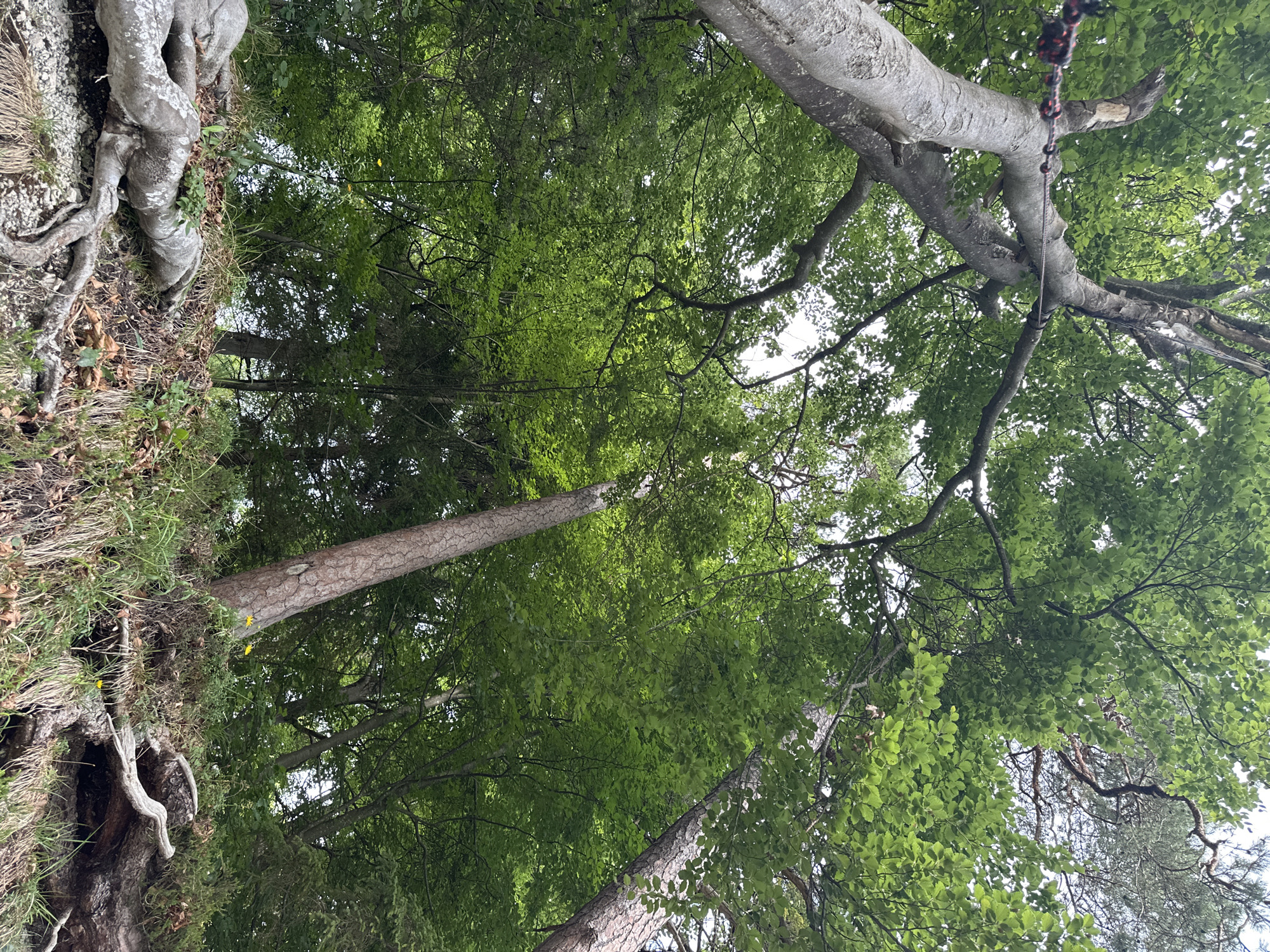 An upward perspective shot shows the thick canopy of trees, mostly beech trees with lush green foliage, against a bright, overcast sky. The foreground is dominated by the exposed, gnarled roots of a large tree, appearing weathered and grayish-white. These roots lie on a rocky and grassy embankment, interspersed with dry leaves and twigs. In the mid-ground, several tree trunks are visible, some leaning at angles, with rough, textured bark. The scene appears to be a dense forest or wooded area, possibly within Kiefersfelden, Germany, given the context of the inquiry. There are no people or animals visible in the image. The overall impression is one of natural, untamed growth, with the exposed roots suggesting a location near a bank or slope where erosion has occurred.