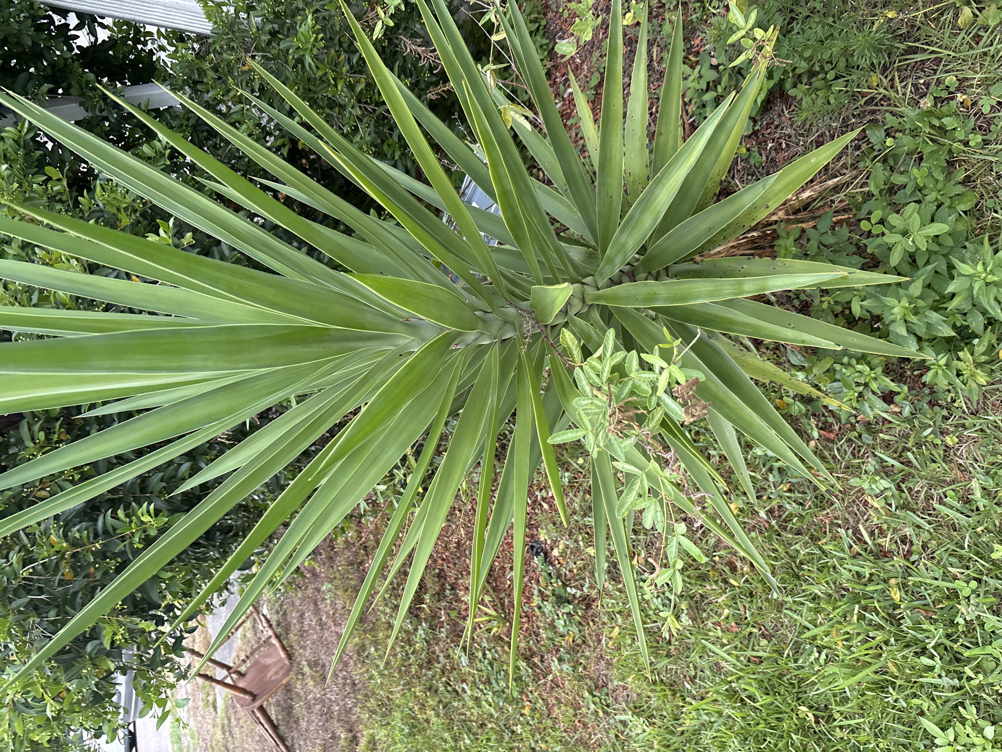 This is a close-up, eye-level, outdoor shot of a Yucca plant in South Bradenton, Florida, United States of America. The plant is lush and green with long, pointed leaves radiating outwards. The background is filled with dense green foliage, and a portion of a white building is visible on the right side. In the lower left of the image, a broken wooden chair lies on its side. The ground is covered with grass, patchy dirt, and small green plants. The scene appears to be a residential yard.
