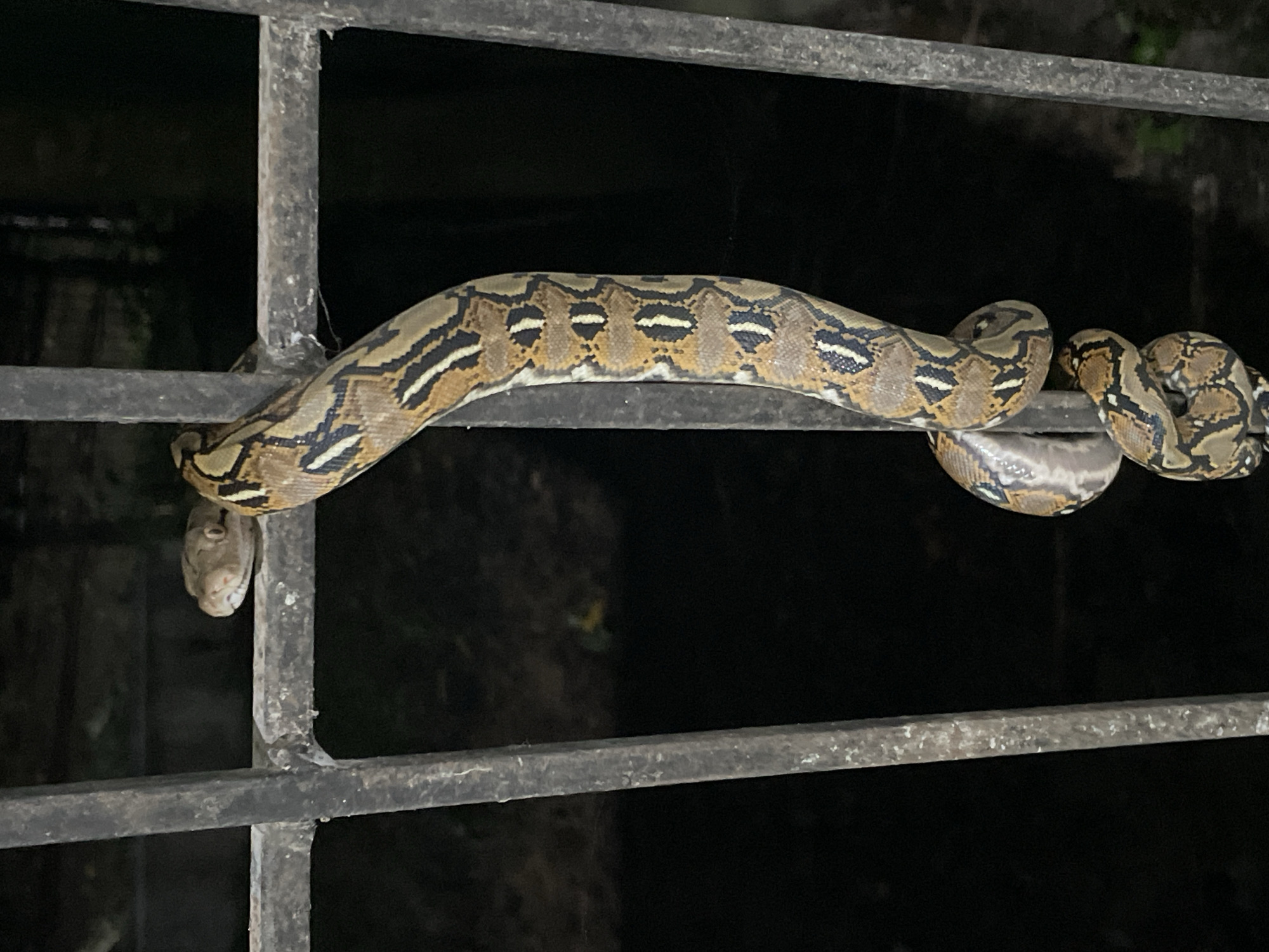 A reticulated python is coiled around a dark metal fence, its body extending vertically and horizontally across the frame. The snake displays a distinctive pattern of brown, black, and yellow markings. Its head is visible at the top left, peeking over the horizontal bar of the fence. The background is dark, suggesting nighttime or a dimly lit area. The scene appears to be outdoors, possibly in a residential or public area, given the presence of a fence. The image was taken in Bacong, Philippines.