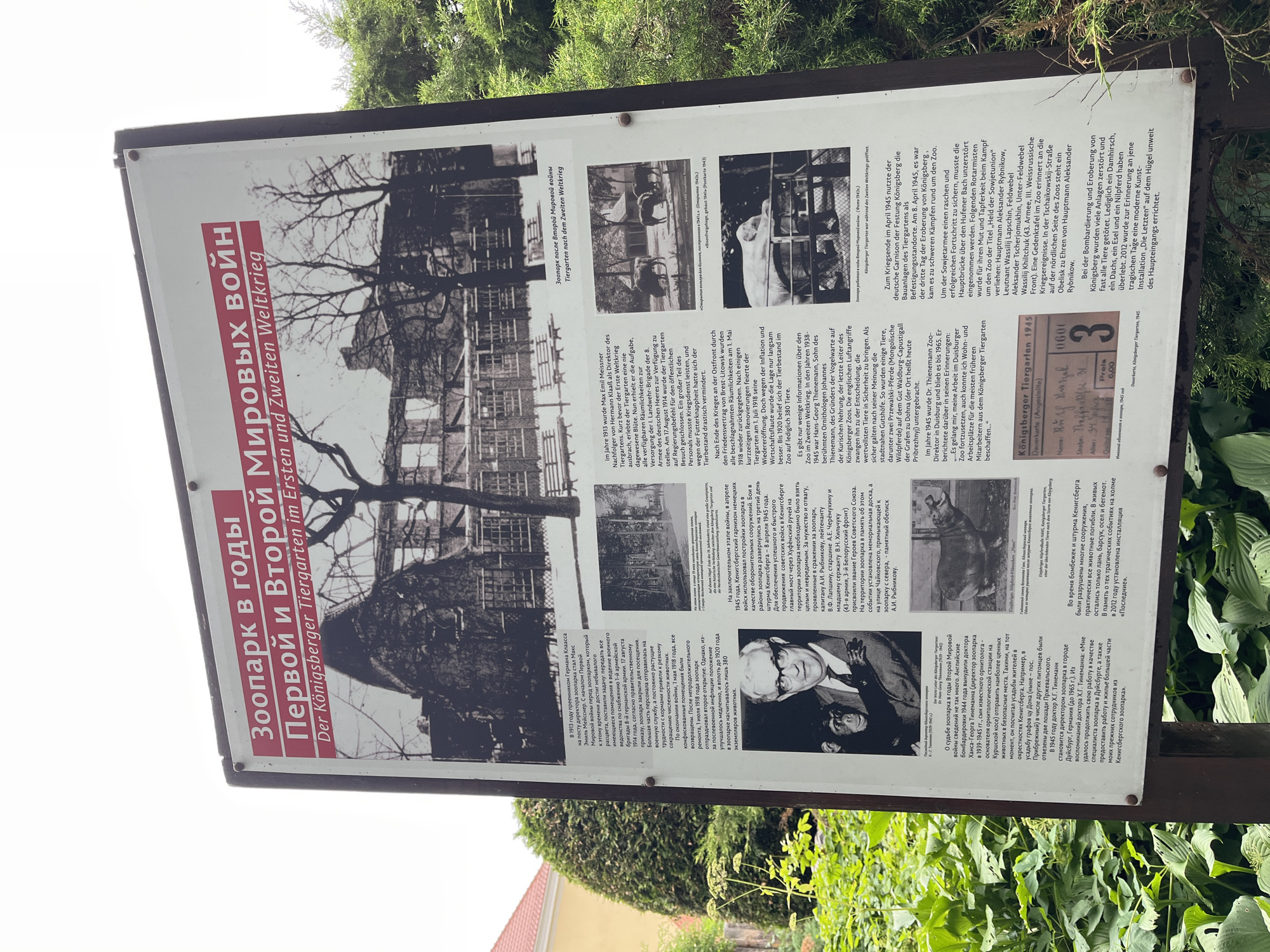 The image shows a historical information board located outdoors, likely in a park or near a zoo, with lush green foliage in the foreground and background. The sign, made of metal, is bordered by a dark frame and features several black and white photographs and text in Russian and German. The title, "Zoo in the years of the First and Second World Wars. Der Königsberger Tiergarten im Ersten und Zweiten Weltkrieg," suggests the content pertains to the history of the Königsberg Zoo during these periods. The board displays images of the zoo's buildings, animals, and historical figures, including what appears to be a chimpanzee with a man. One photograph depicts damaged zoo structures, likely a result of wartime events. Another section includes a graphic of what seems to be an admission ticket dated 1945. The sign's setting in Kaliningrad, Russia, is implied by the historical context of Königsberg.