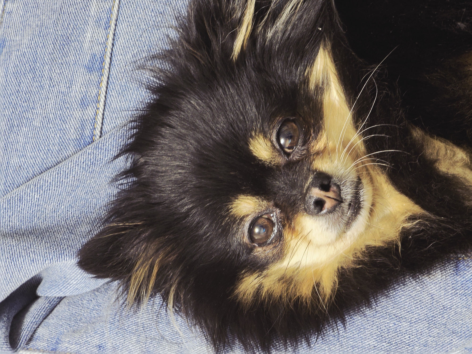 A Pomeranian dog with black and tan fur is lying on a blue denim garment. The dog is positioned at an angle, with its head tilted slightly towards the viewer. The dog's eyes are open and appear to be gazing at something. The denim material has visible stitching and a textured weave. The image does not contain any information indicating its location in Khimki, Russia.