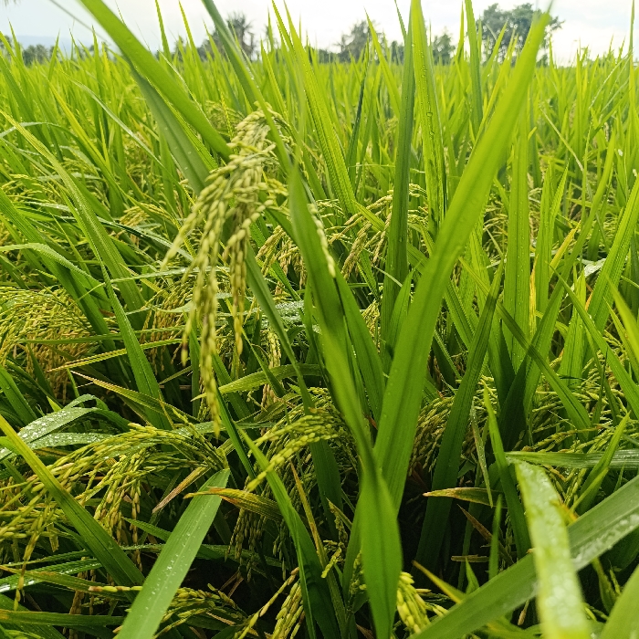 The image depicts a close-up view of a rice paddy field in Arjasa, Indonesia (latitude: -7.772, longitude: 114.139). The paddy field is dominated by tall, green rice plants. Some of the plants are bearing rice grains, which are visible as clusters of small, yellow-brown grains. There are dew drops present on the leaves. The overall impression is of a lush and fertile paddy field. No humans or animals are present. The background is a blurry expanse of green, suggesting the continuation of the paddy field beyond the frame.